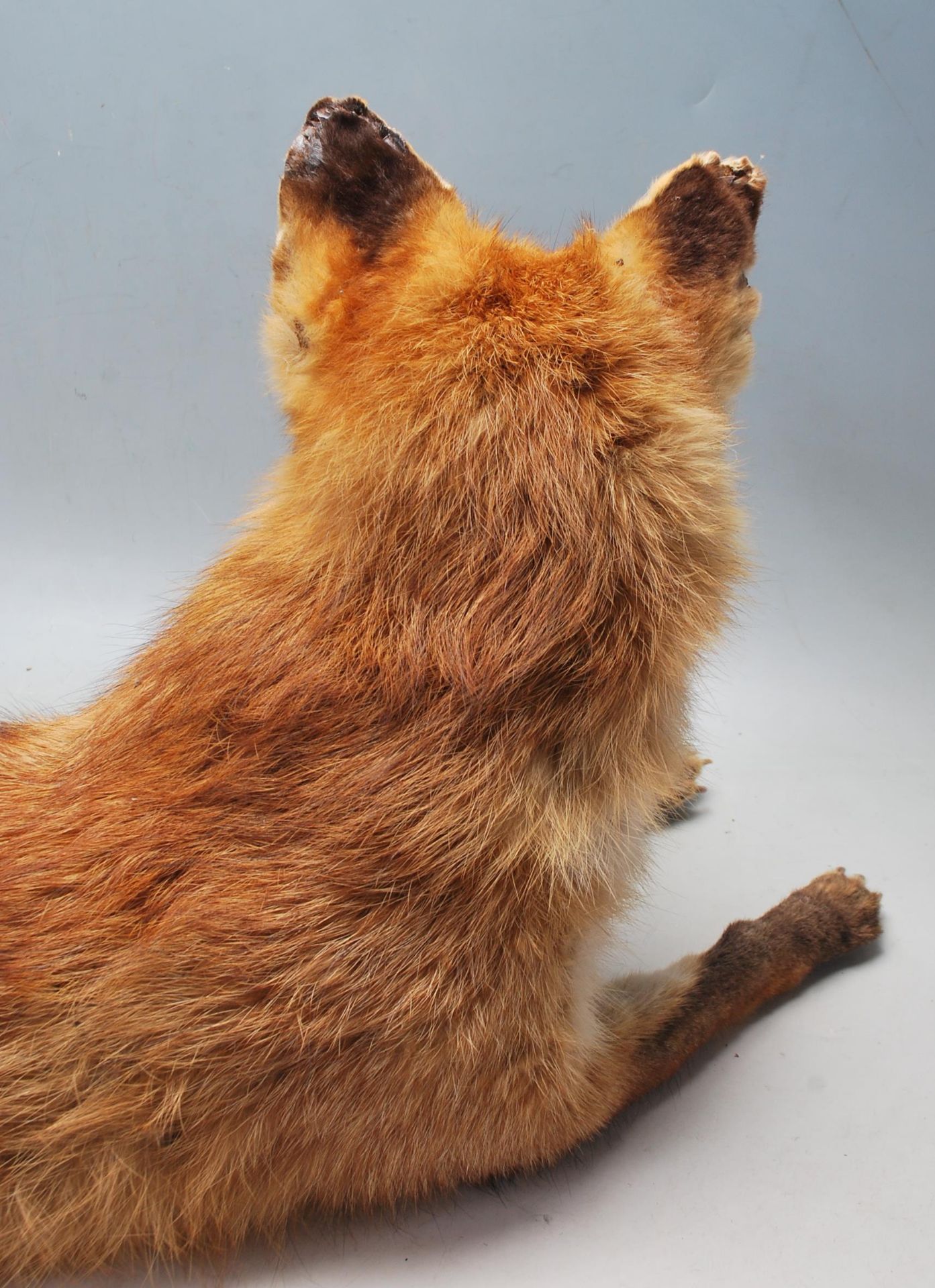 VINTAGE 20TH CENTURY TAXIDERMY FOX - Bild 7 aus 7