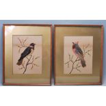 OF TAXIDERMY INTEREST - TWO ANTIQUE EARLY 20TH CENTURY WATERCOULOUR PAINTINGS WITH BIRD FEATHERS