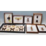 ENTOMOLOGY INTEREST - COLLECTION OF FRAMED EXOTIC INSECT DISPLAYS.