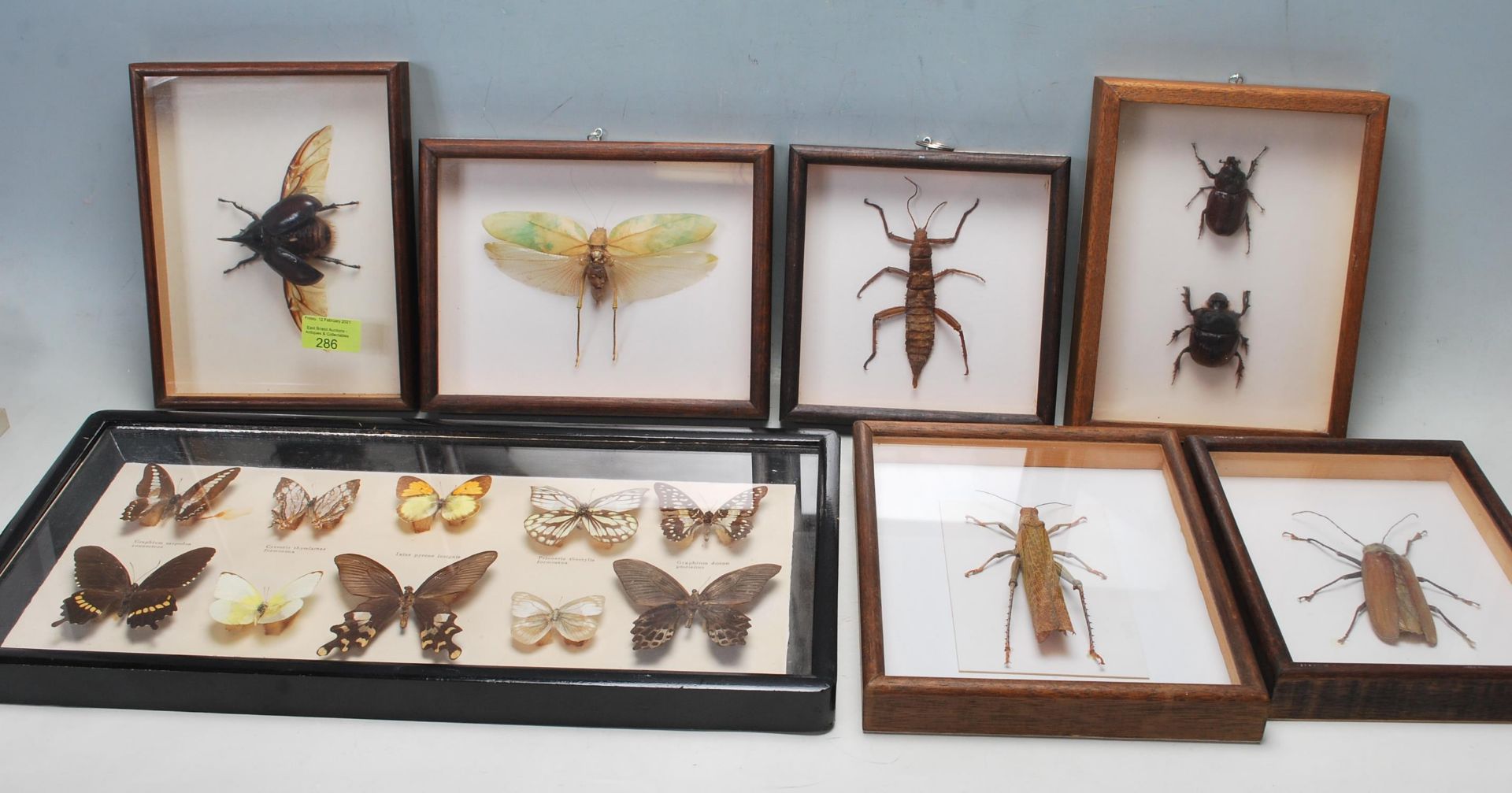 ENTOMOLOGY INTEREST - COLLECTION OF FRAMED EXOTIC INSECT DISPLAYS.