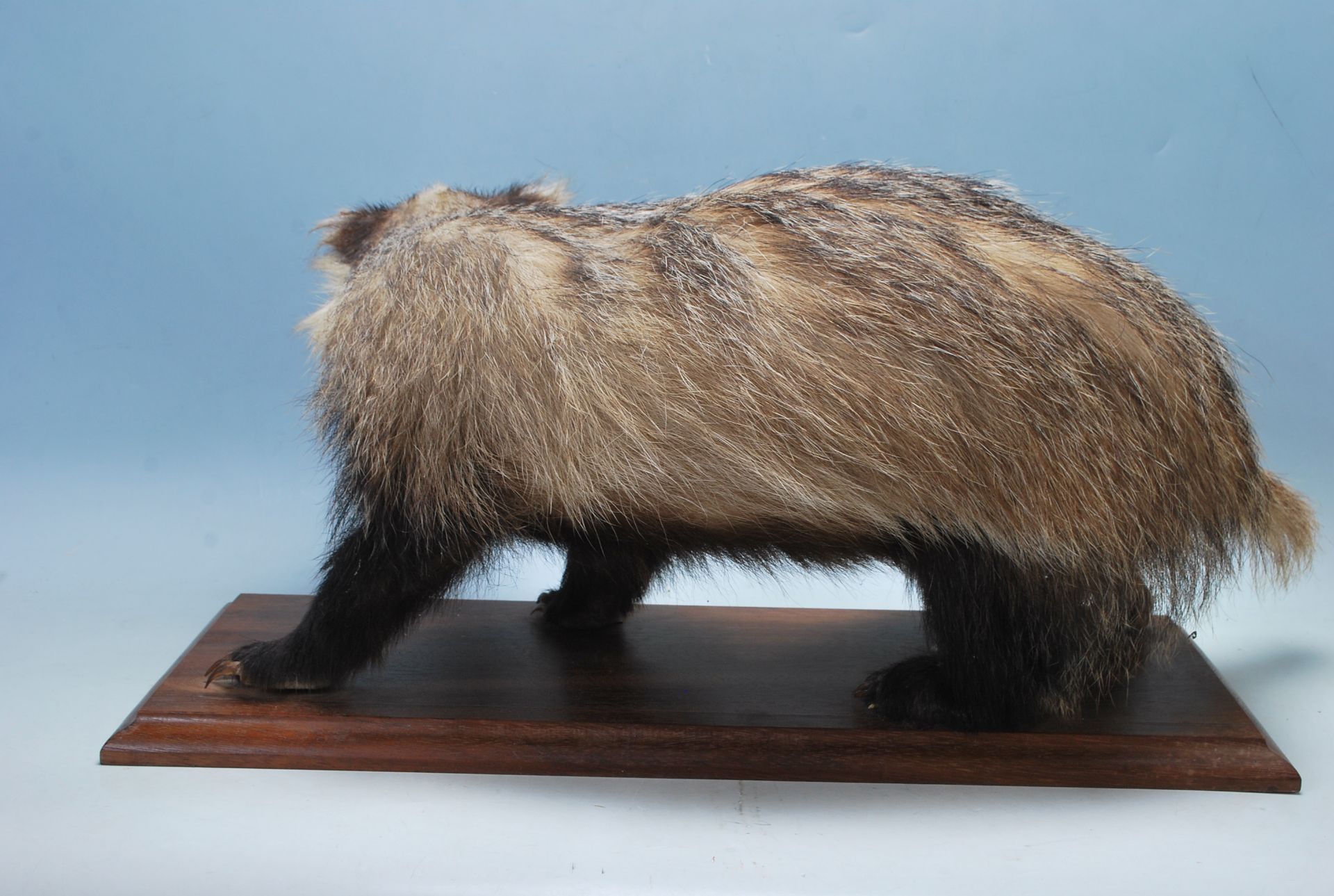 LARGE ANTIQUE 20TH CENTURY TAXIDERMY BADGER - Bild 5 aus 6