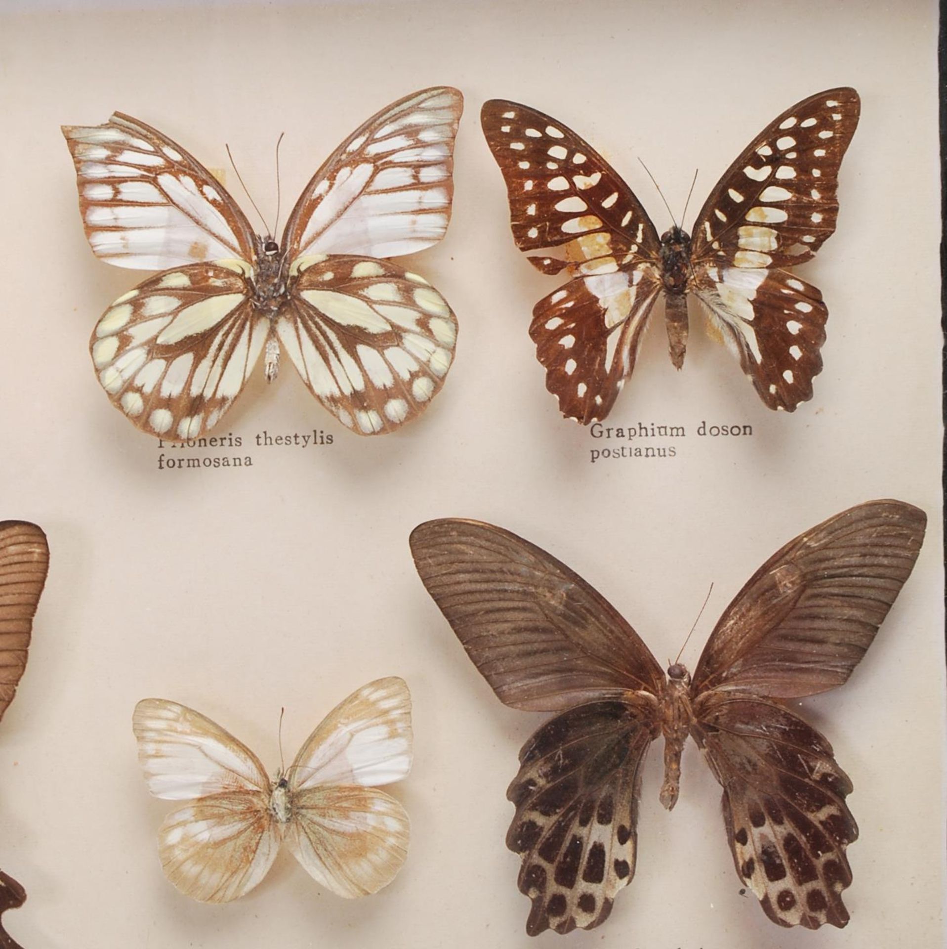 ENTOMOLOGY INTEREST - COLLECTION OF FRAMED EXOTIC INSECT DISPLAYS. - Bild 9 aus 15