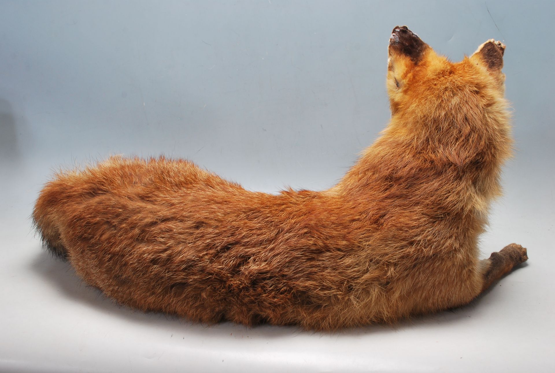 VINTAGE 20TH CENTURY TAXIDERMY FOX - Bild 6 aus 7