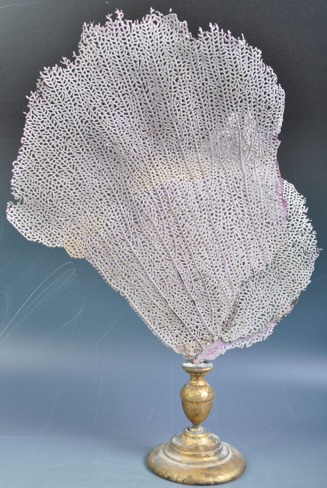 TAXIDERMY PRESERVED EXAMPLE OF A FAN CORAL ON STAND - Bild 6 aus 6