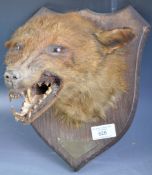 EARLY 20TH CENTURY TAXIDERMY FOX HEAD ON OAK SHIEL