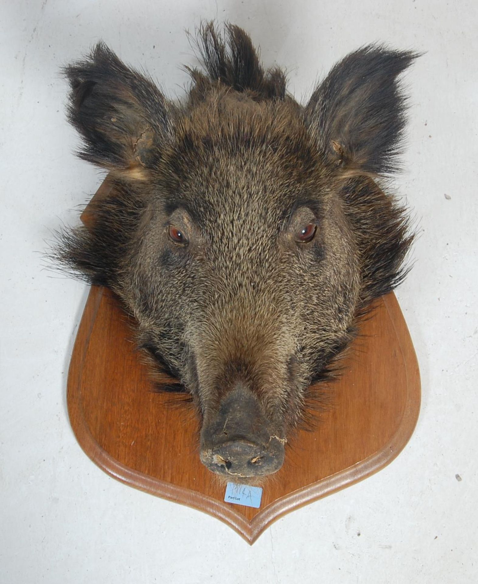 TAXIDERMY - AN EARLY 20TH CENTURY CASED STOAT - Bild 2 aus 16