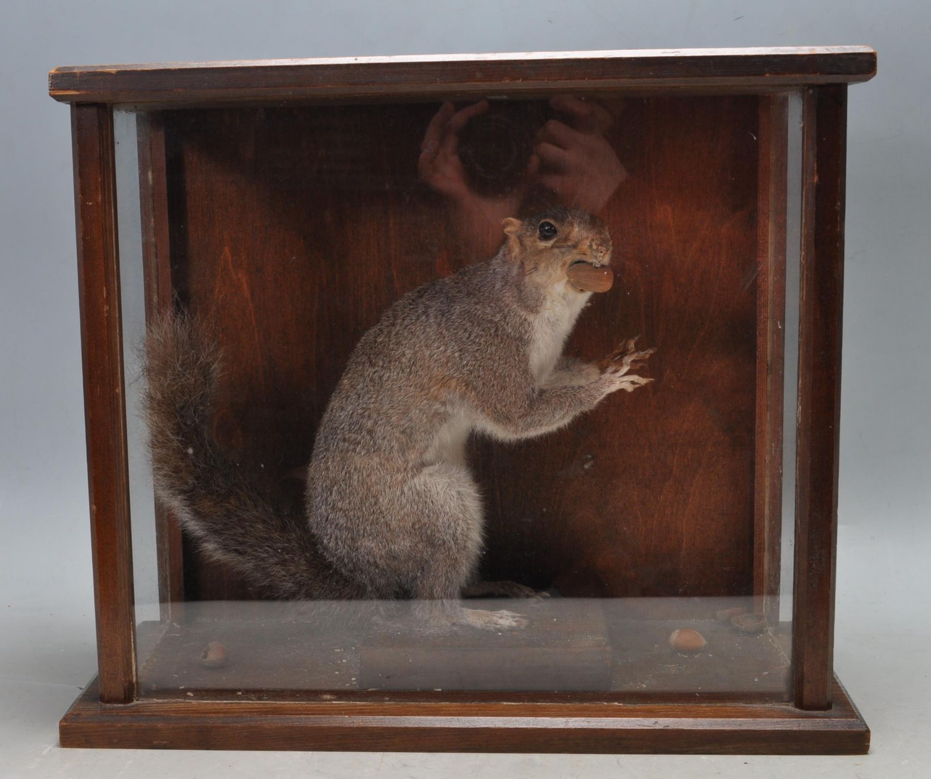 TAXIDERMY CASED EXAMPLE OF A SQUIRREL