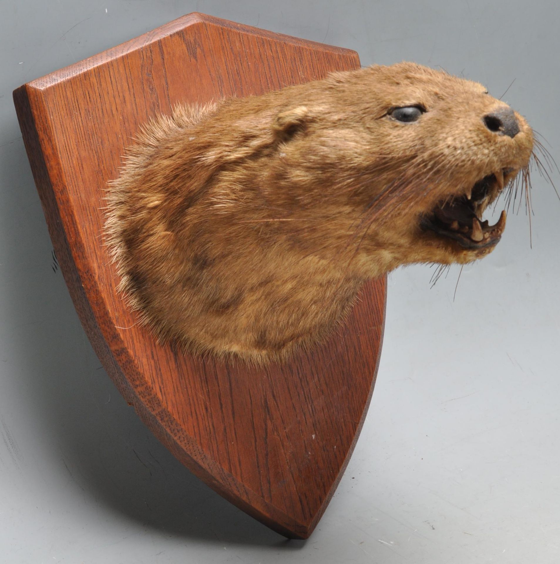 OF TAXIDERMY INTEREST - LATE 20TH CENTURY TAXIDERMY OTTERS HEAD - Image 2 of 6