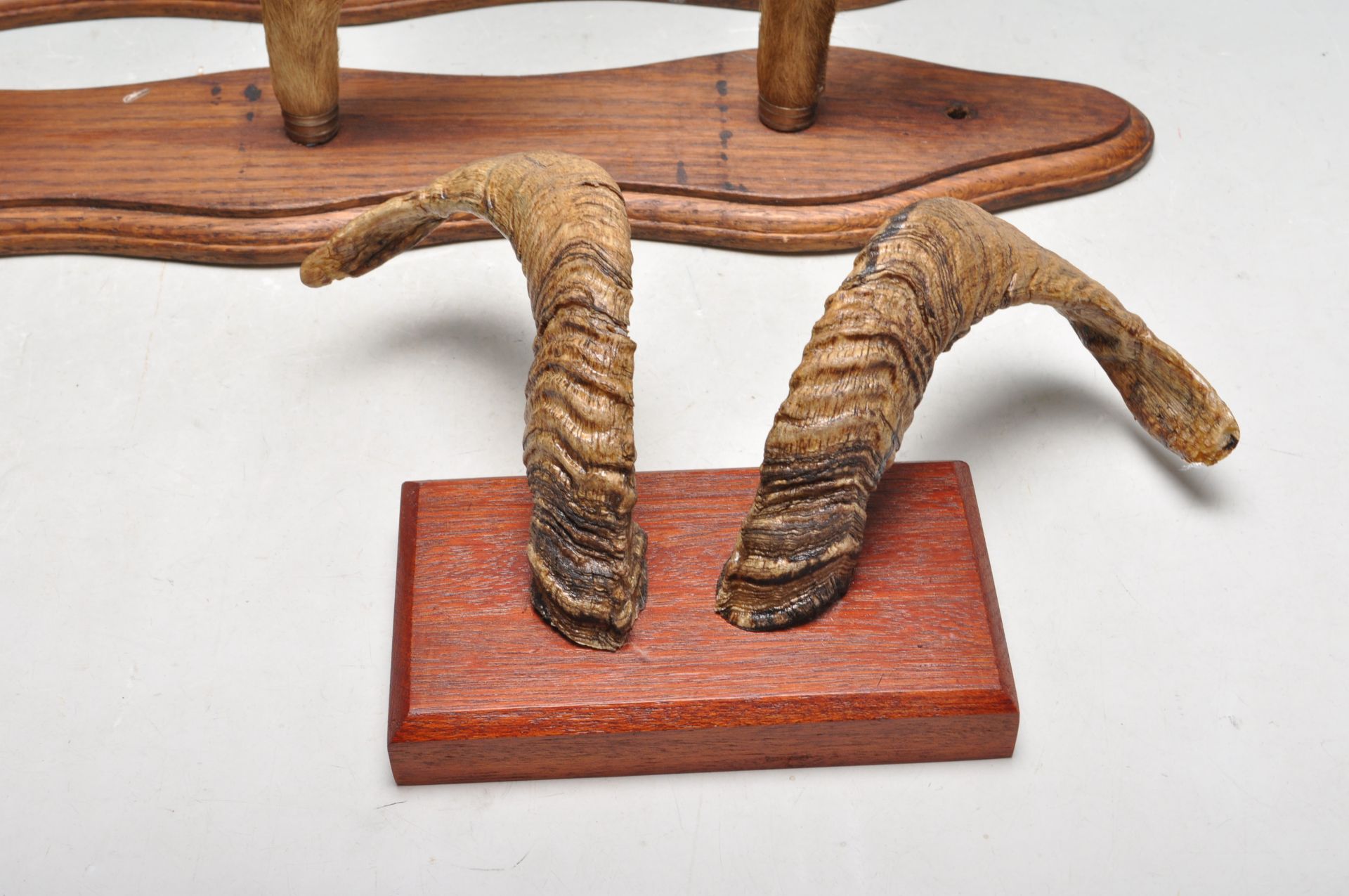 COLLECTION OF TAXIDERMY ANIMAL HORNS & HOOVES - Bild 6 aus 6