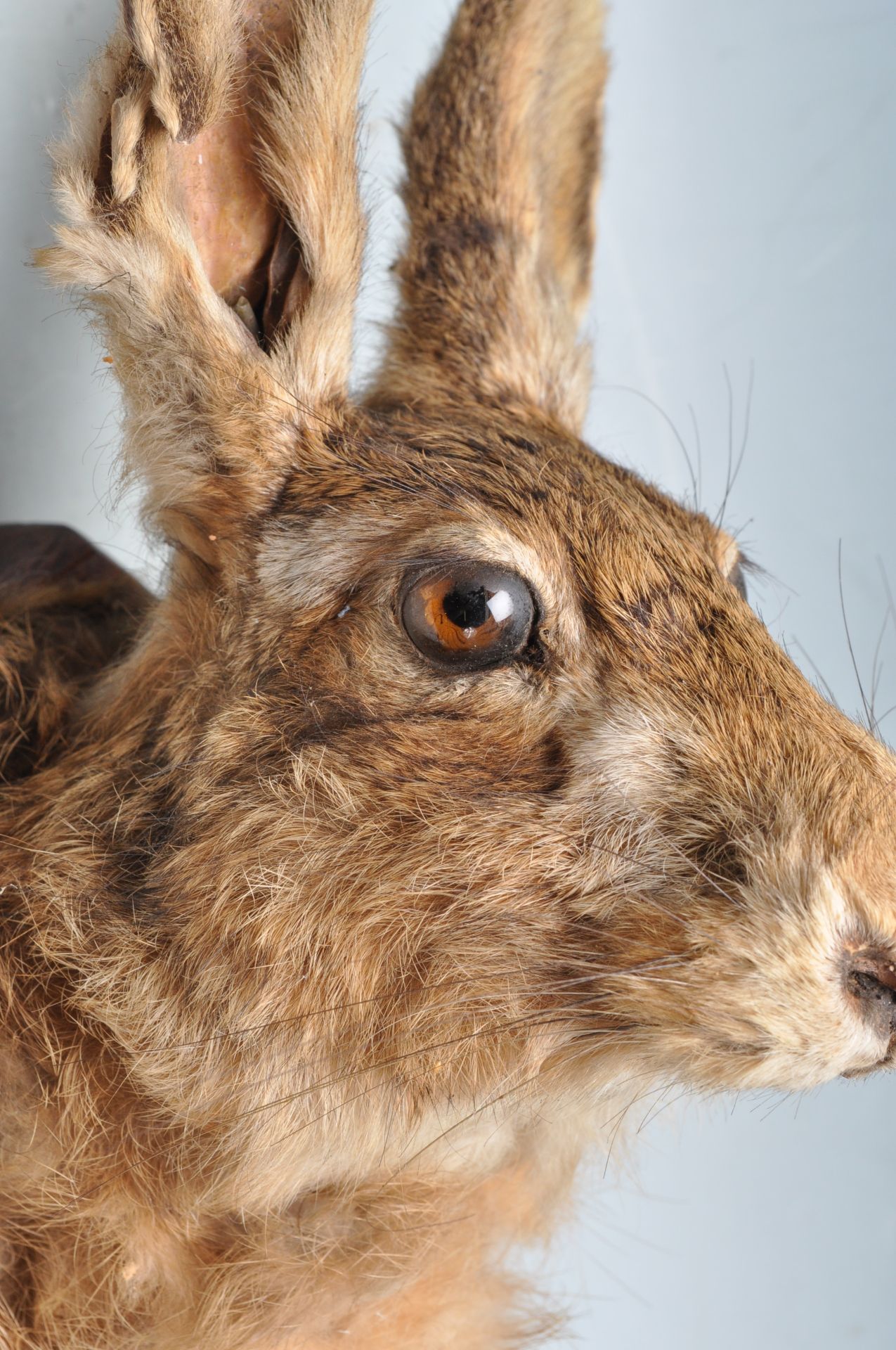 OF TAXIDERMY INTEREST - WALL MOUNTED HARES HEAD - Bild 2 aus 7