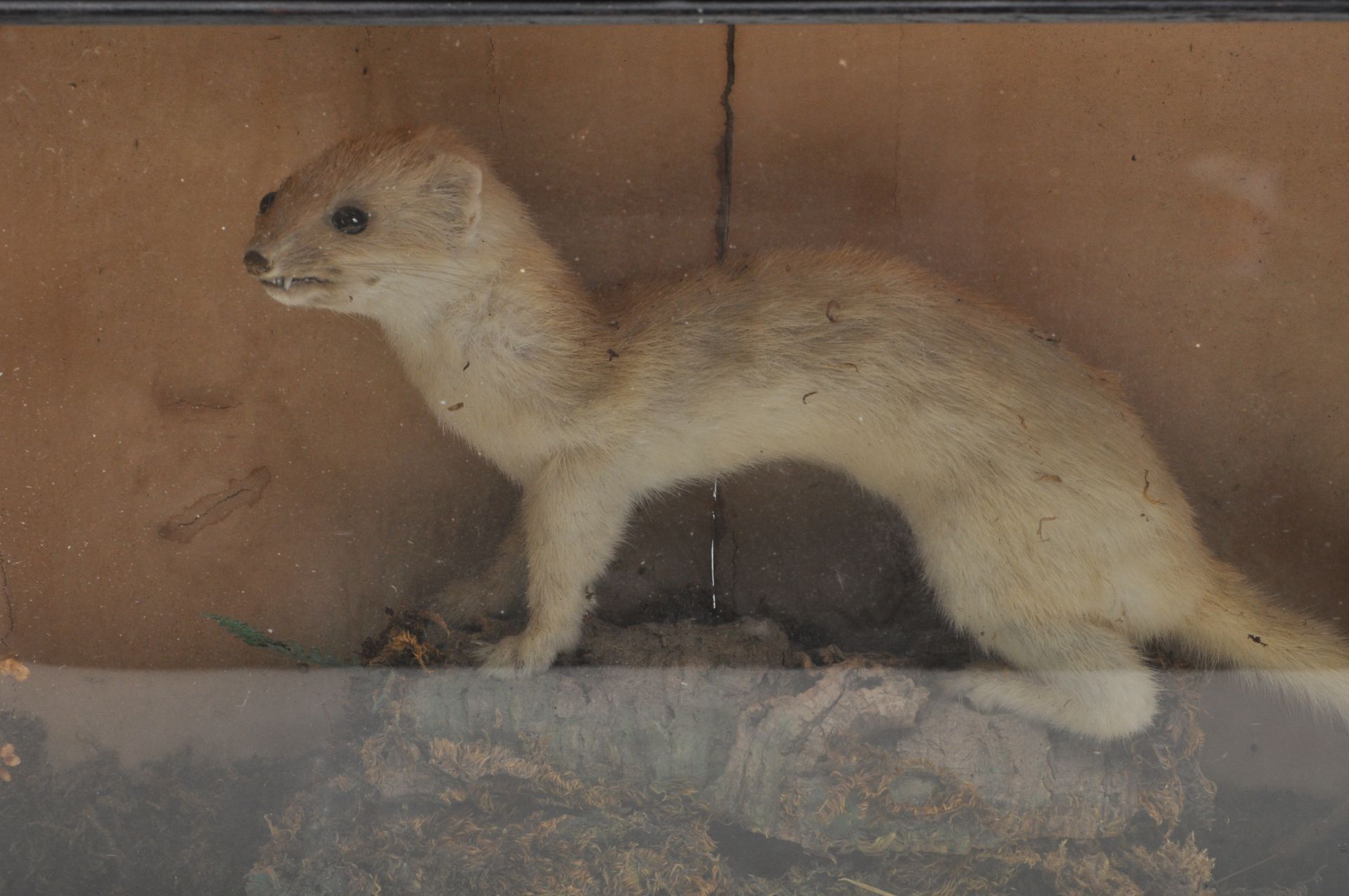TAXIDERMY - AN EARLY 20TH CENTURY CASED STOAT - Image 3 of 16