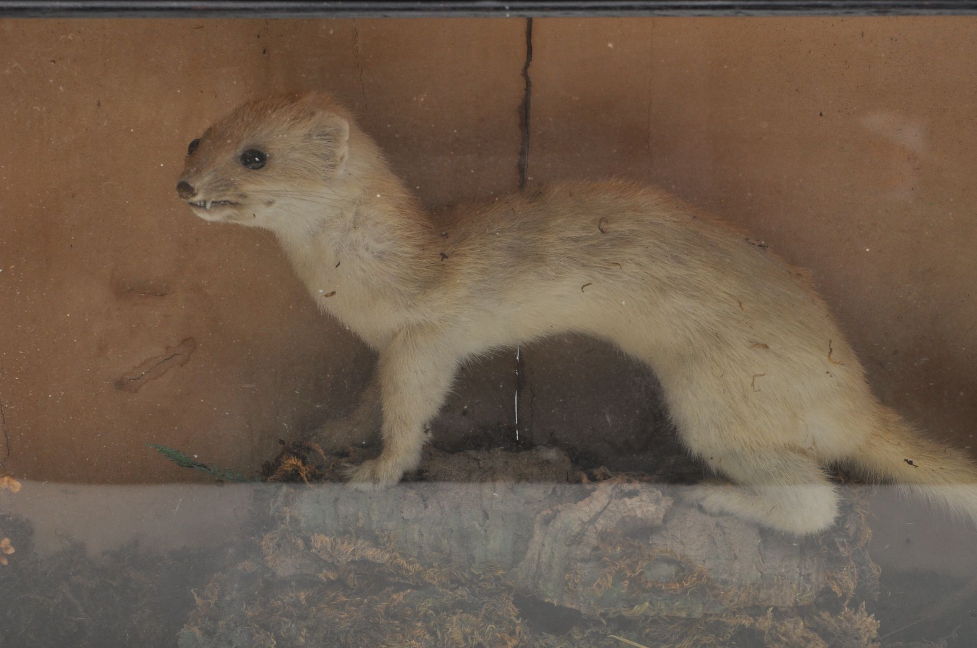 TAXIDERMY - AN EARLY 20TH CENTURY CASED STOAT - Bild 3 aus 16