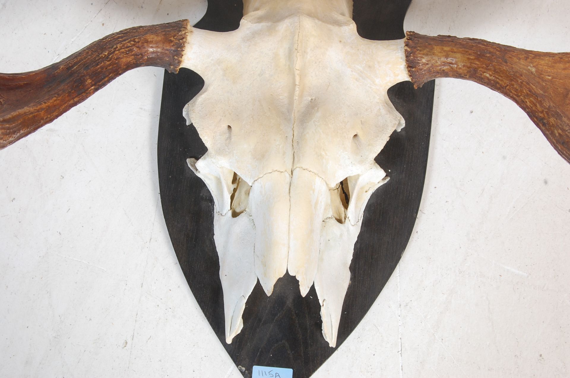 LATE 20TH CENTURY MOUNTED SWEDISH ELK SKULL - Bild 2 aus 7