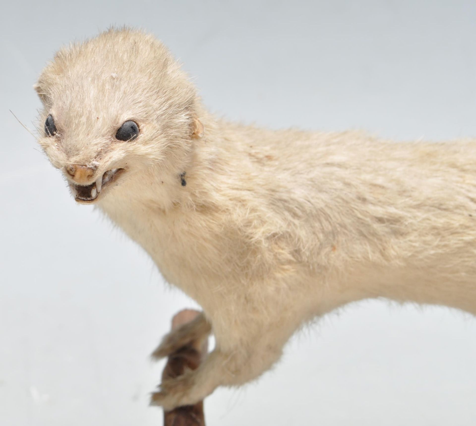 TAXIDERMY - EARLY 20TH CENTURY STOAT PERCHED ON A BRANCH - Bild 2 aus 5