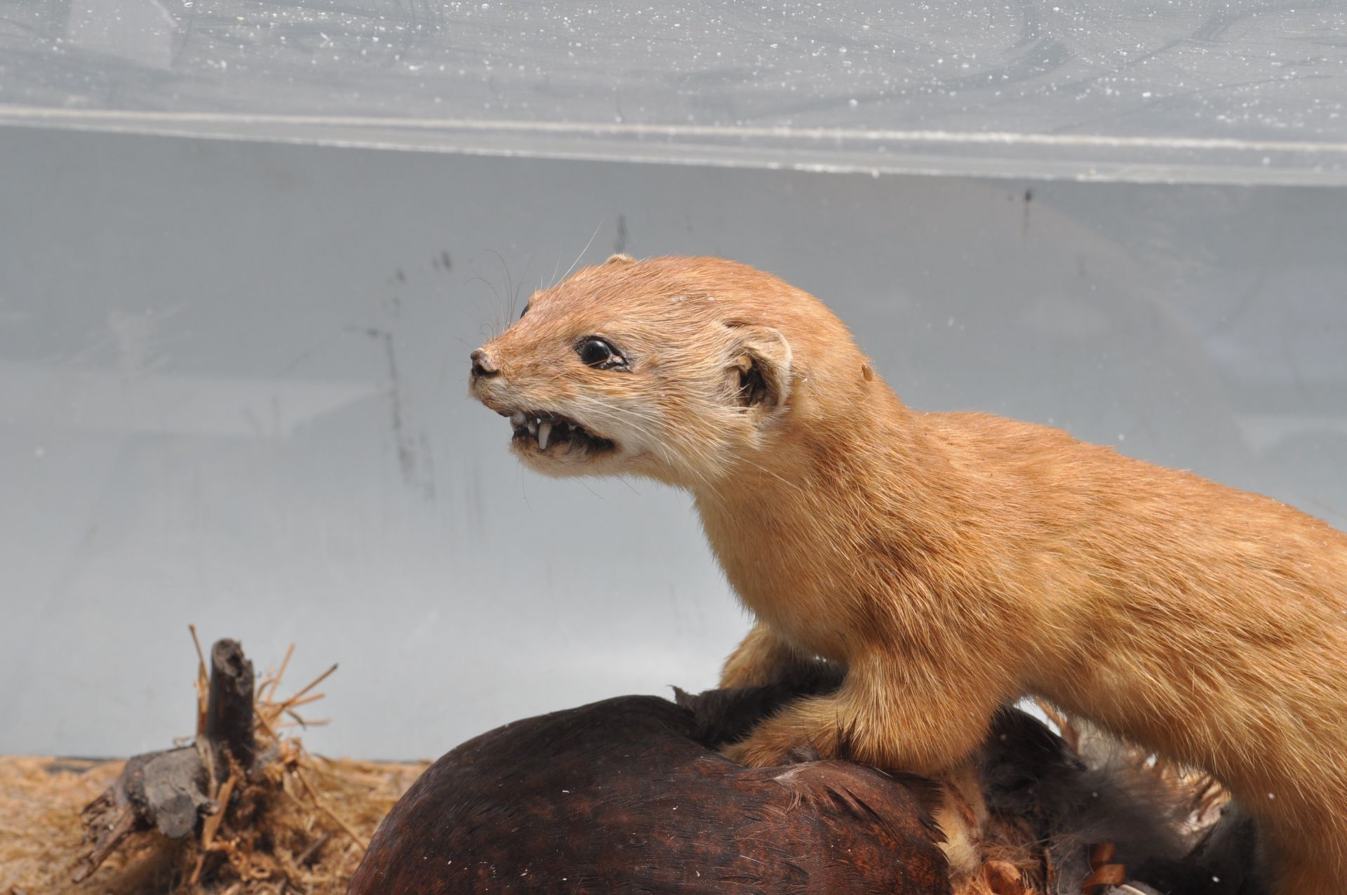 TAXIDERMY - A CASED EARLY 20TH CENTURY STOAT AND ITS PREY - Bild 4 aus 8