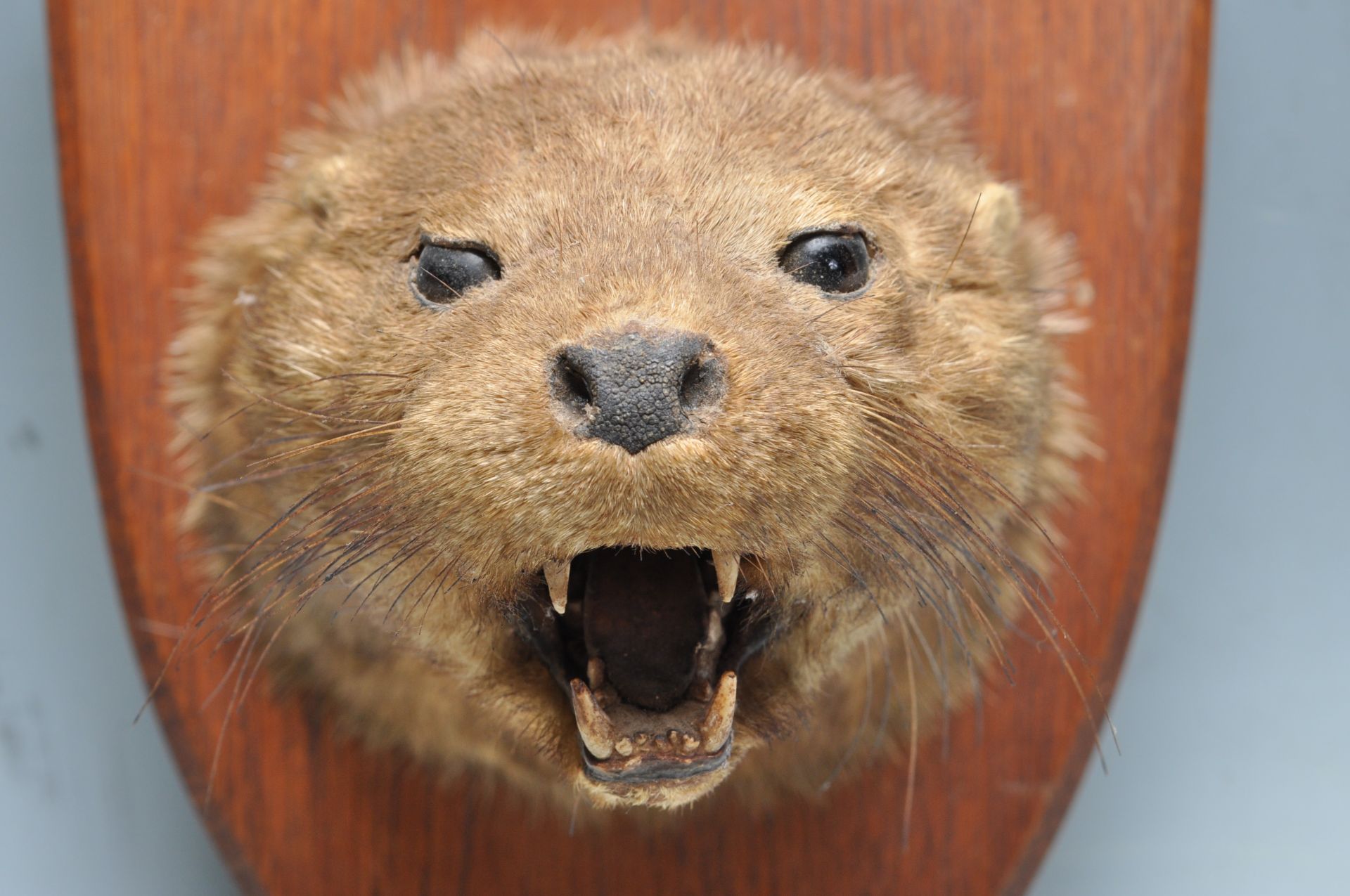 OF TAXIDERMY INTEREST - LATE 20TH CENTURY TAXIDERMY OTTERS HEAD - Image 3 of 6