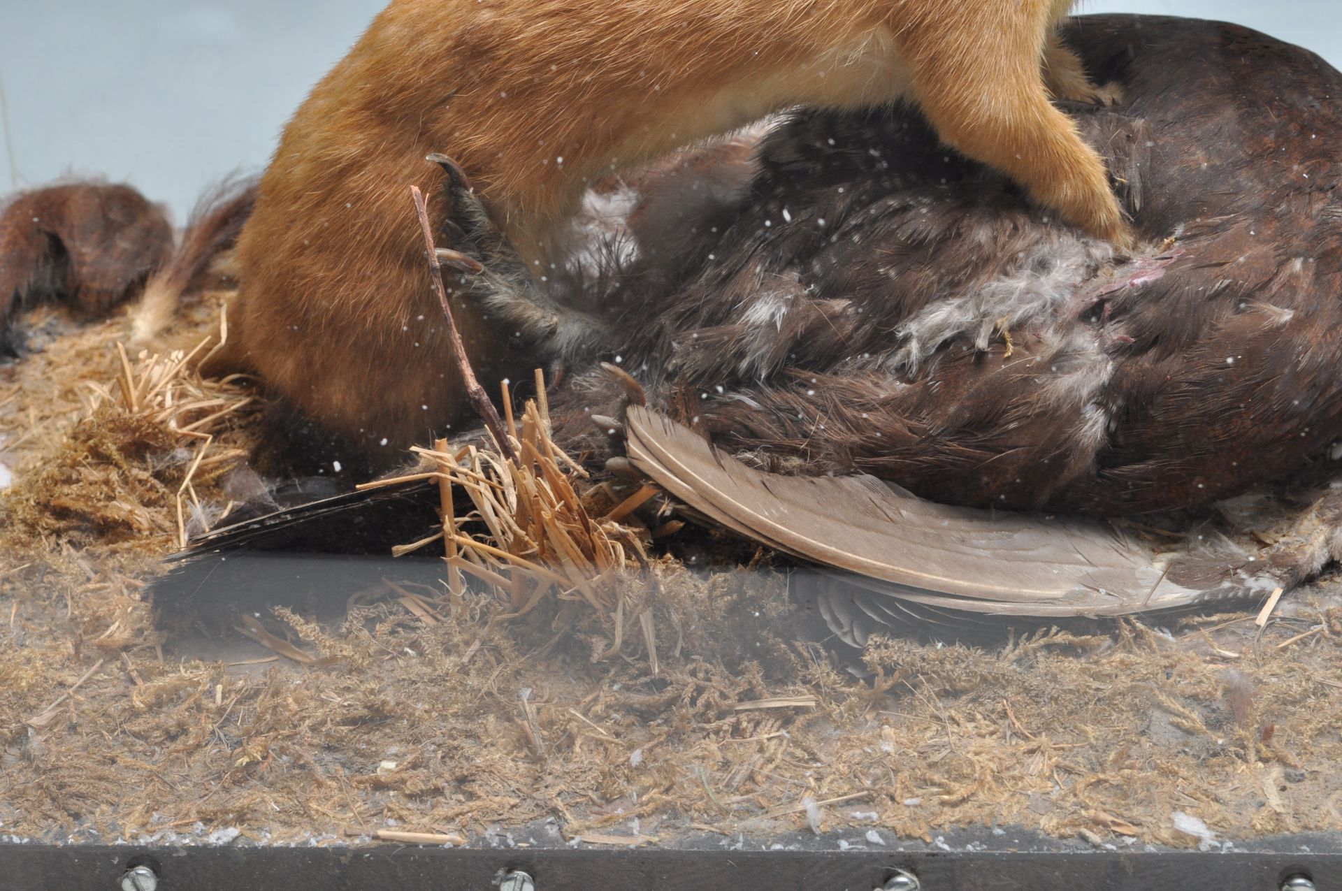 TAXIDERMY - A CASED EARLY 20TH CENTURY STOAT AND ITS PREY - Bild 8 aus 8