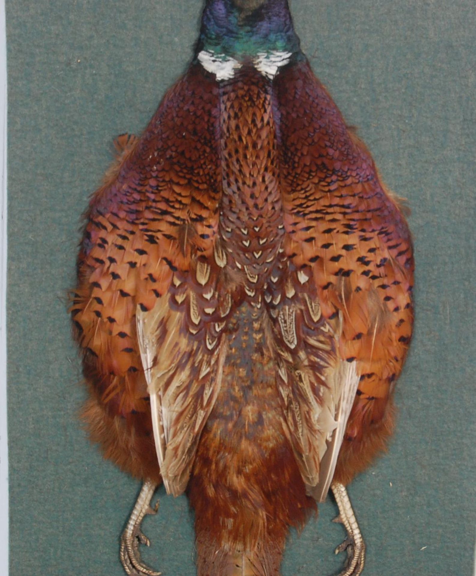 VINTAGE LATE 20TH CENTURY TAXIDERMY WALL HANGING OF A PHEASANT - Bild 2 aus 6