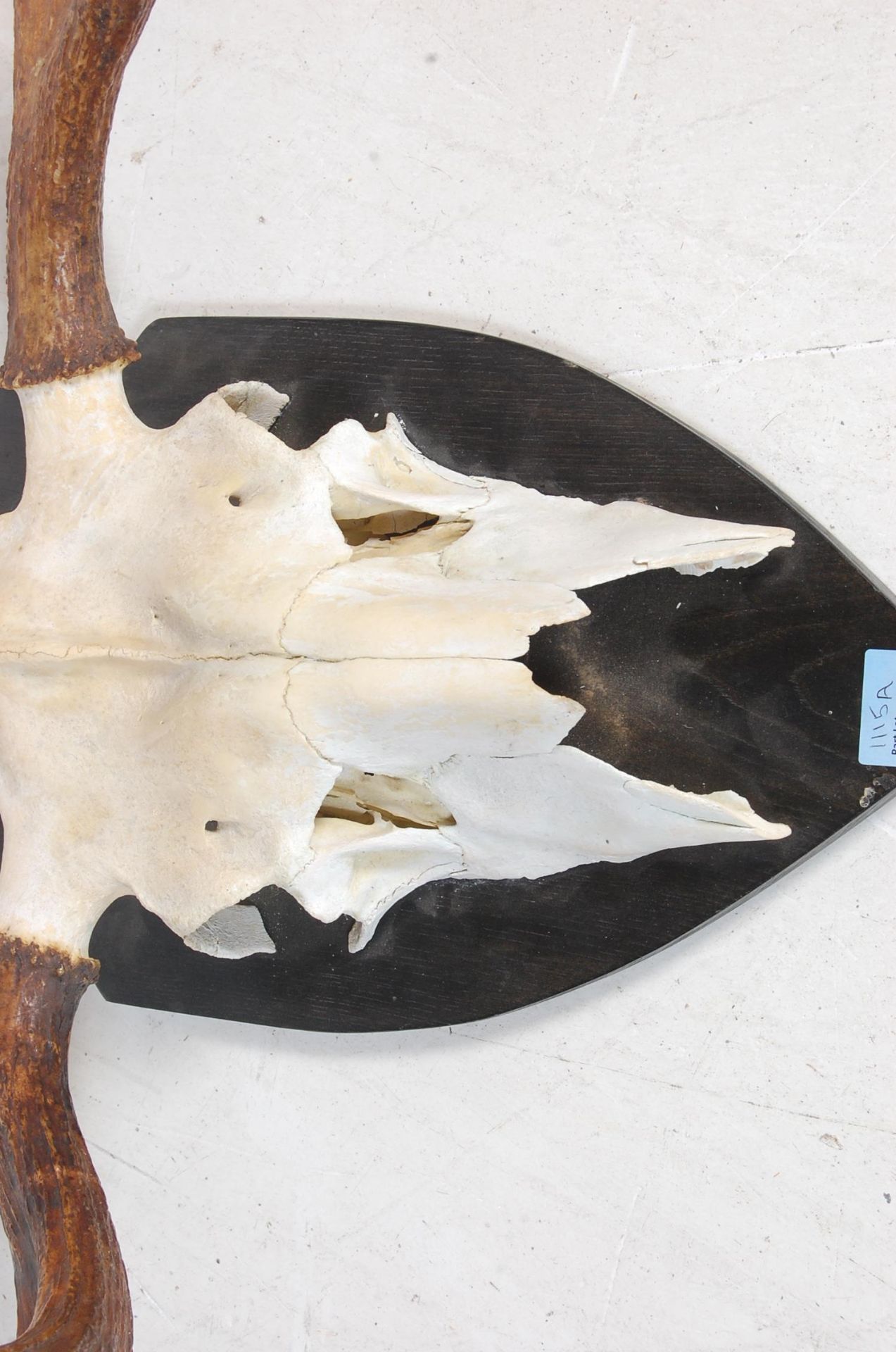 LATE 20TH CENTURY MOUNTED SWEDISH ELK SKULL - Bild 6 aus 7