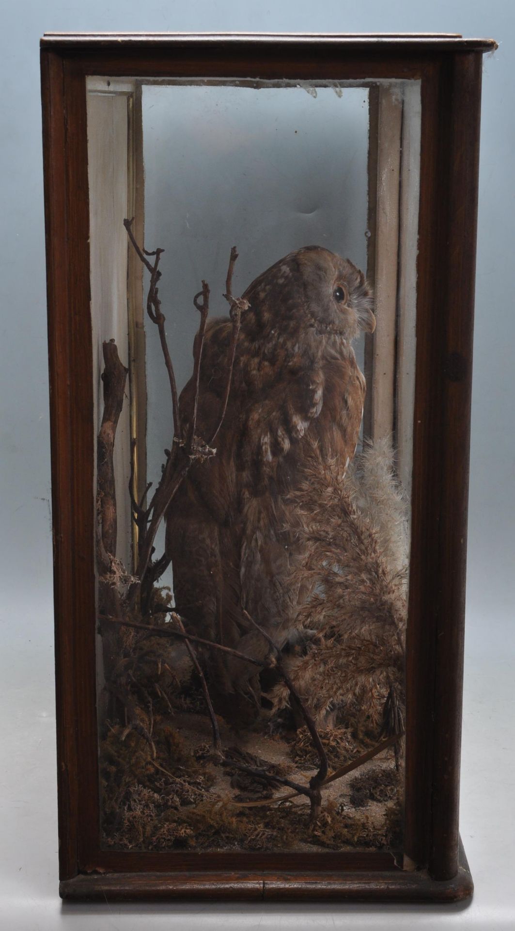 ANTIQUE EARLY 20TH CENTURY TAXIDERMY TAWNY OWL - Bild 6 aus 7