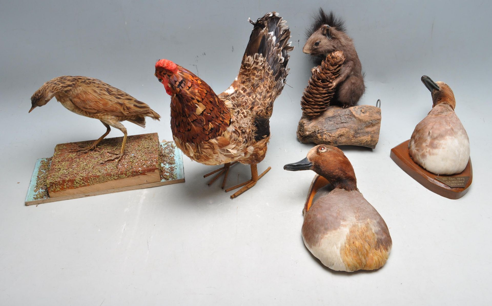 COLLECTION OF LATE 20TH CENTURY VINTAGE TAXIDERMY