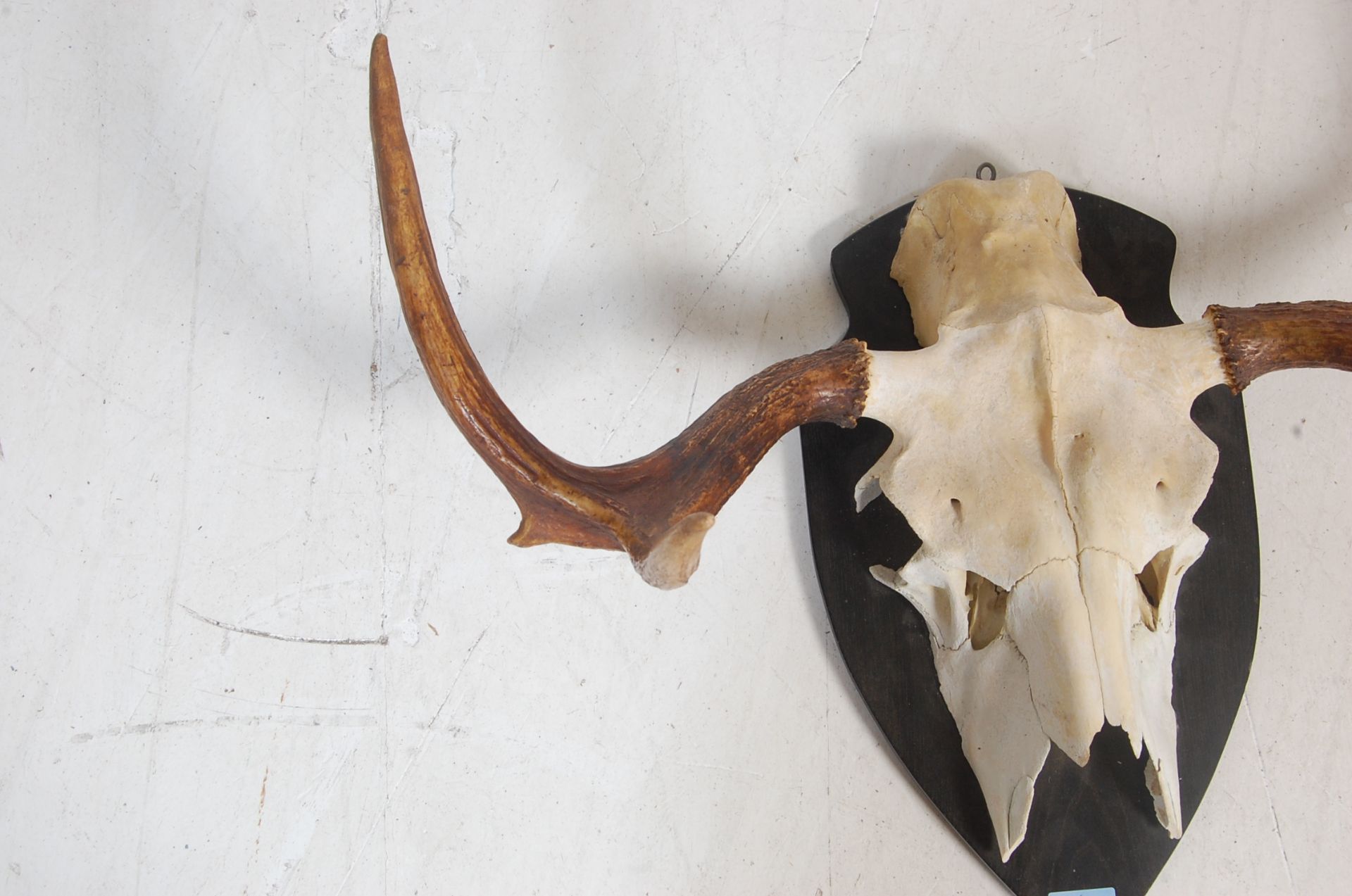 LATE 20TH CENTURY MOUNTED SWEDISH ELK SKULL - Bild 3 aus 7