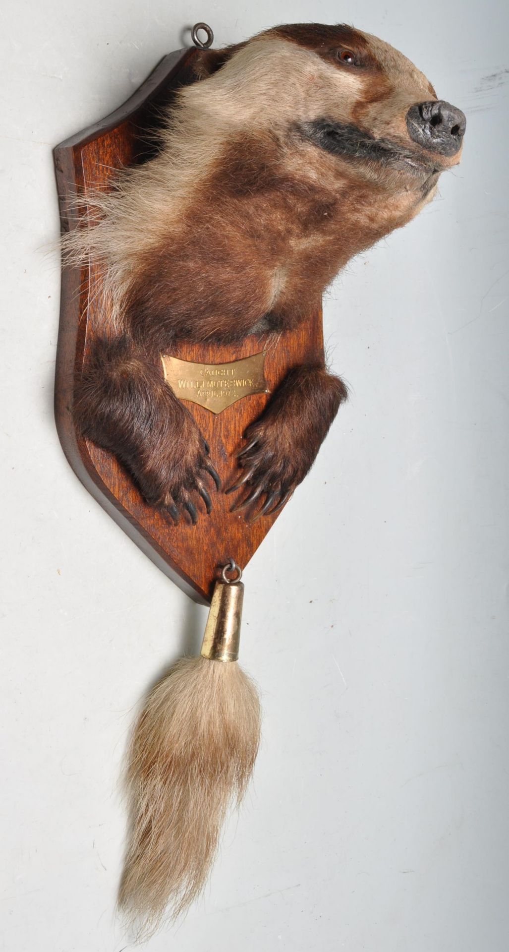 TAXIDERMY - MOUNTED BADGERS HEAD, PAWS & TAIL