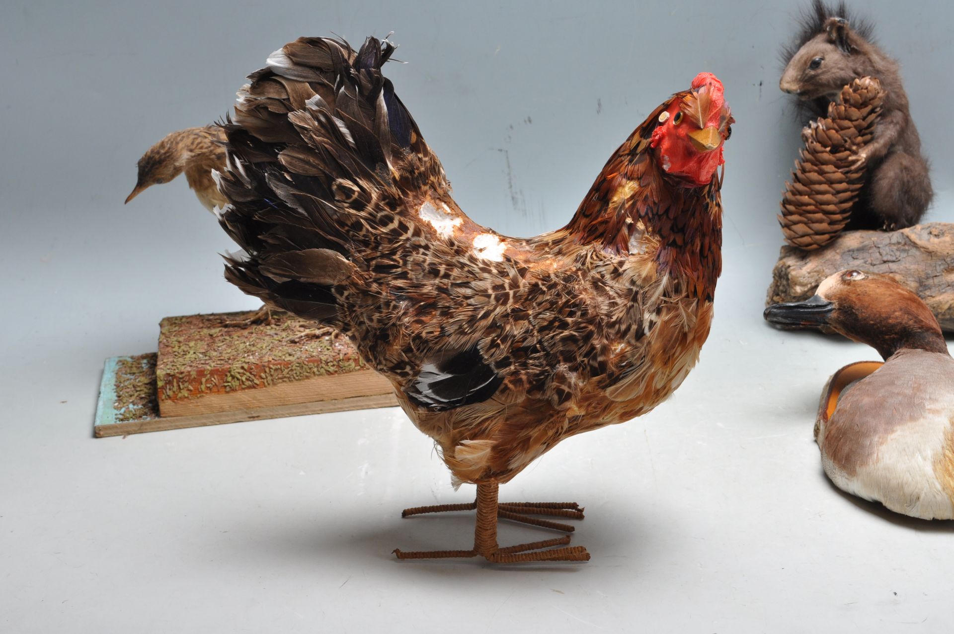 COLLECTION OF LATE 20TH CENTURY VINTAGE TAXIDERMY - Bild 7 aus 7