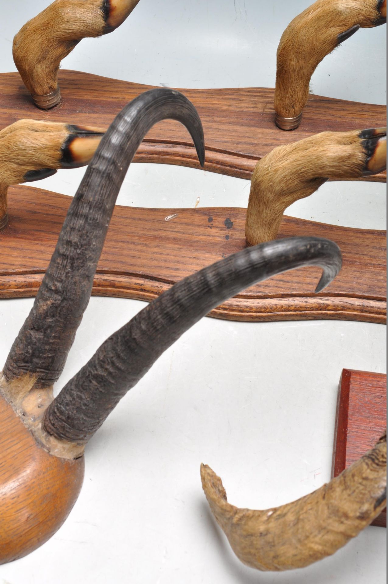 COLLECTION OF TAXIDERMY ANIMAL HORNS & HOOVES - Bild 2 aus 6