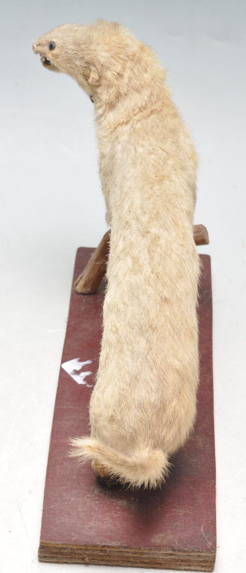 TAXIDERMY - EARLY 20TH CENTURY STOAT PERCHED ON A BRANCH - Bild 3 aus 5