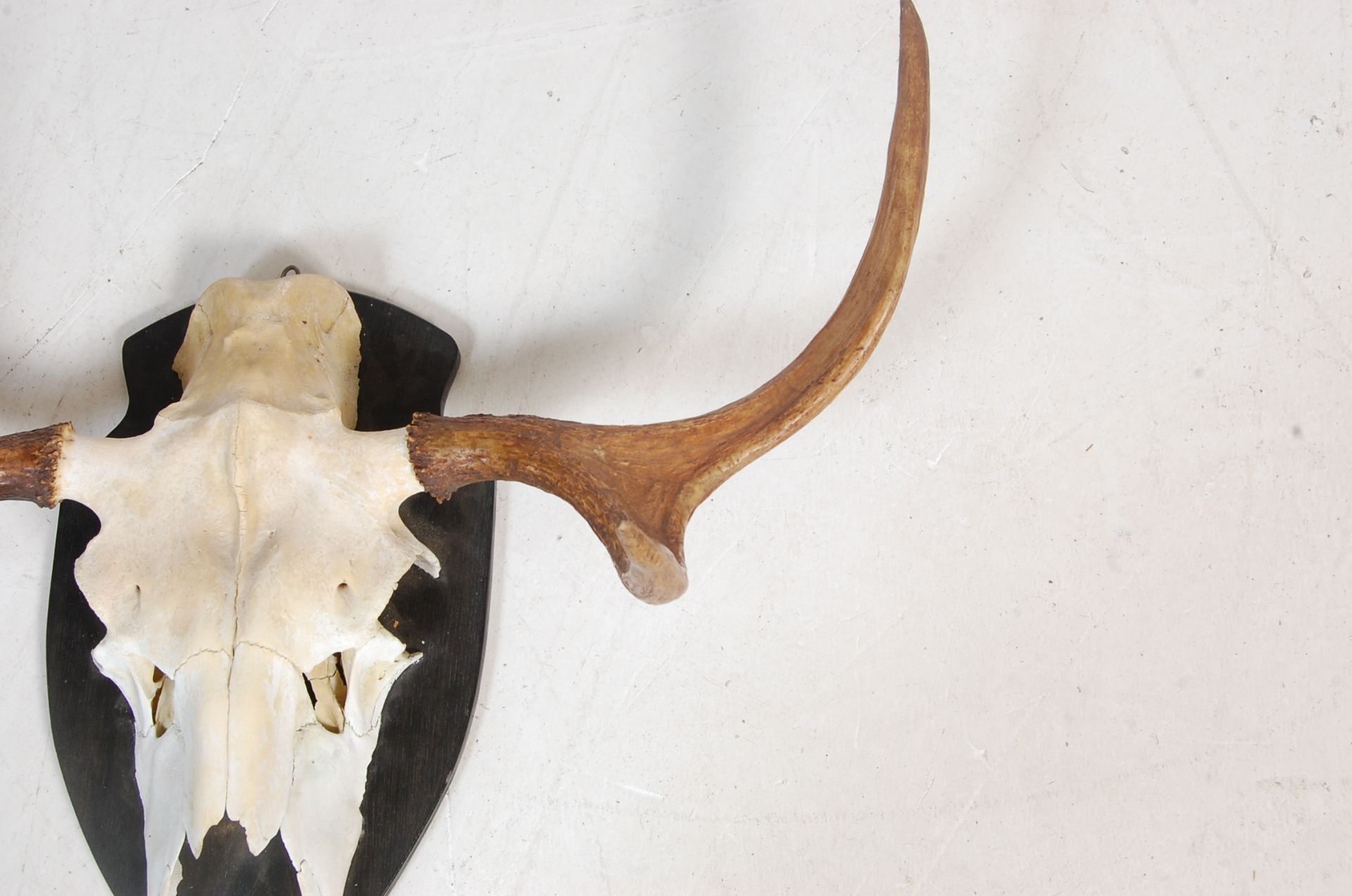 LATE 20TH CENTURY MOUNTED SWEDISH ELK SKULL - Bild 4 aus 7