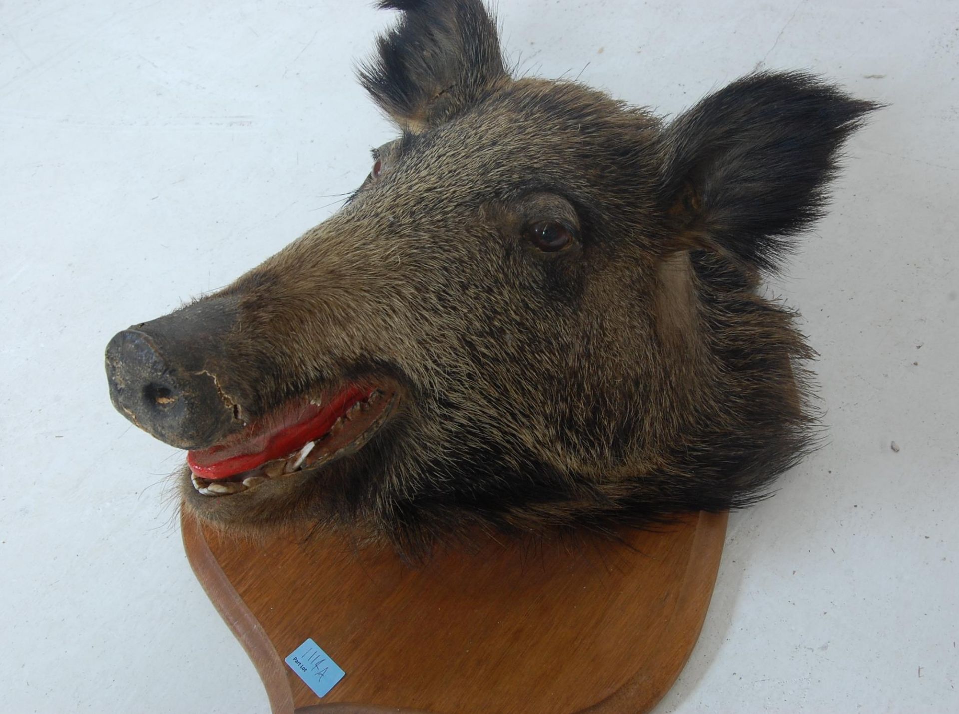 TAXIDERMY - AN EARLY 20TH CENTURY CASED STOAT - Bild 9 aus 16