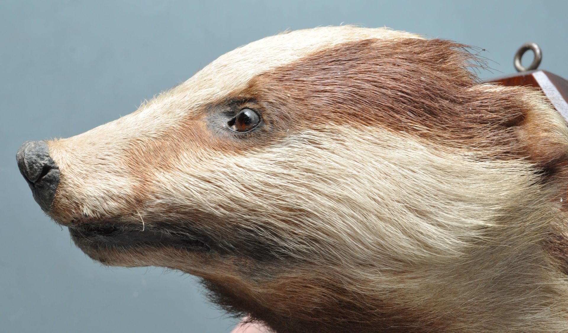 TAXIDERMY - MOUNTED BADGERS HEAD, PAWS & TAIL - Image 6 of 8