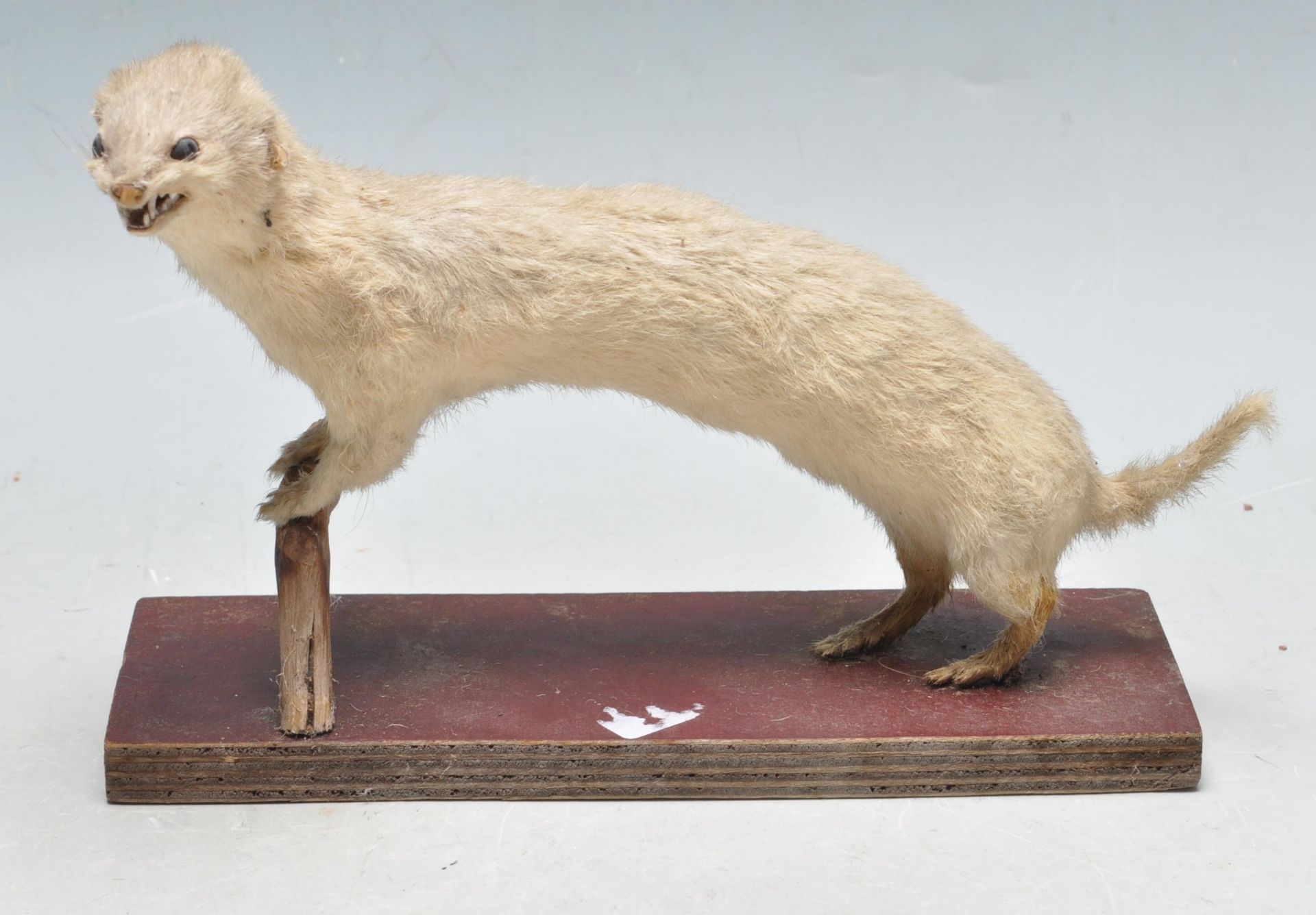 TAXIDERMY - EARLY 20TH CENTURY STOAT PERCHED ON A BRANCH
