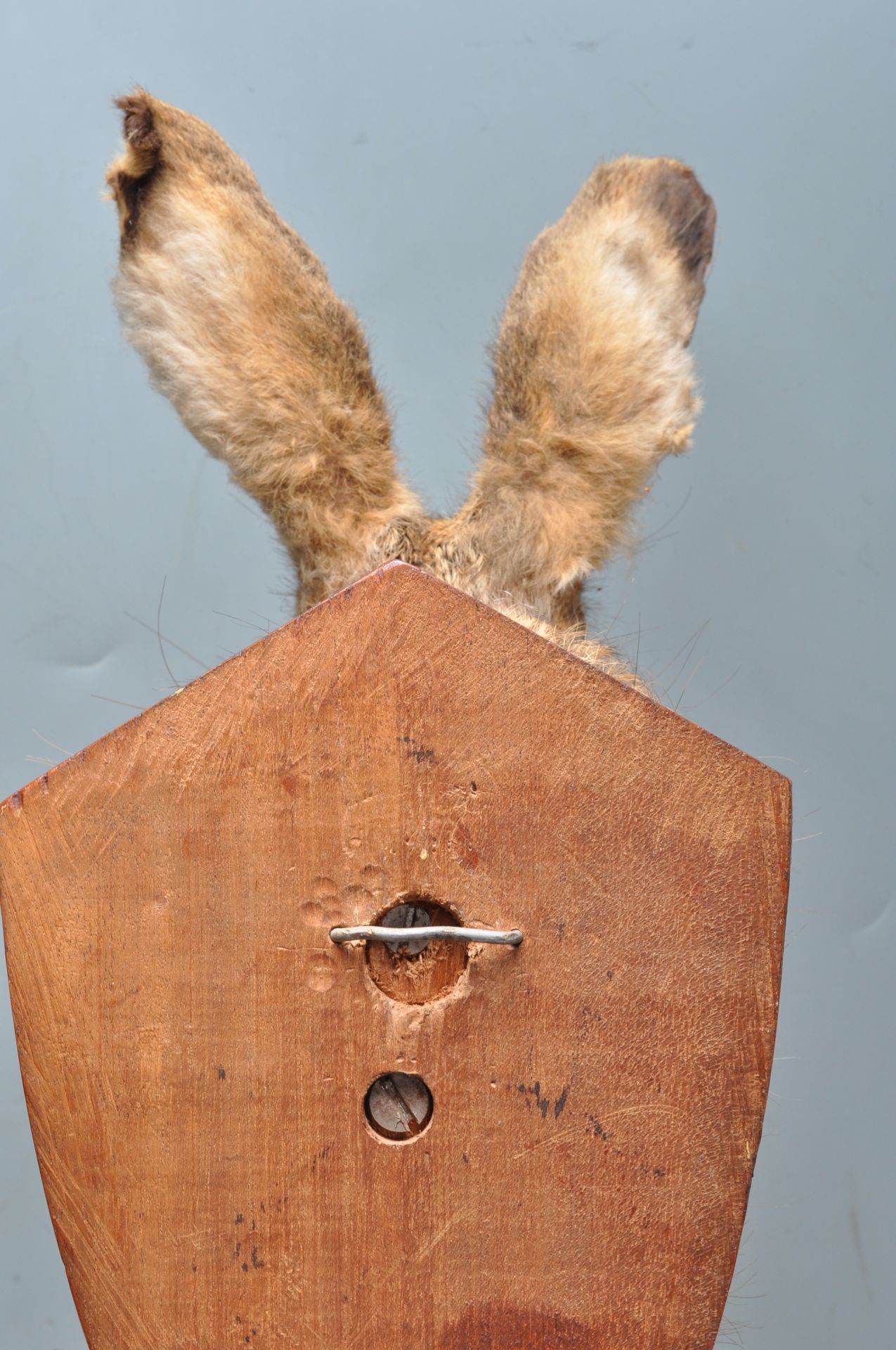 OF TAXIDERMY INTEREST - WALL MOUNTED HARES HEAD - Bild 7 aus 7