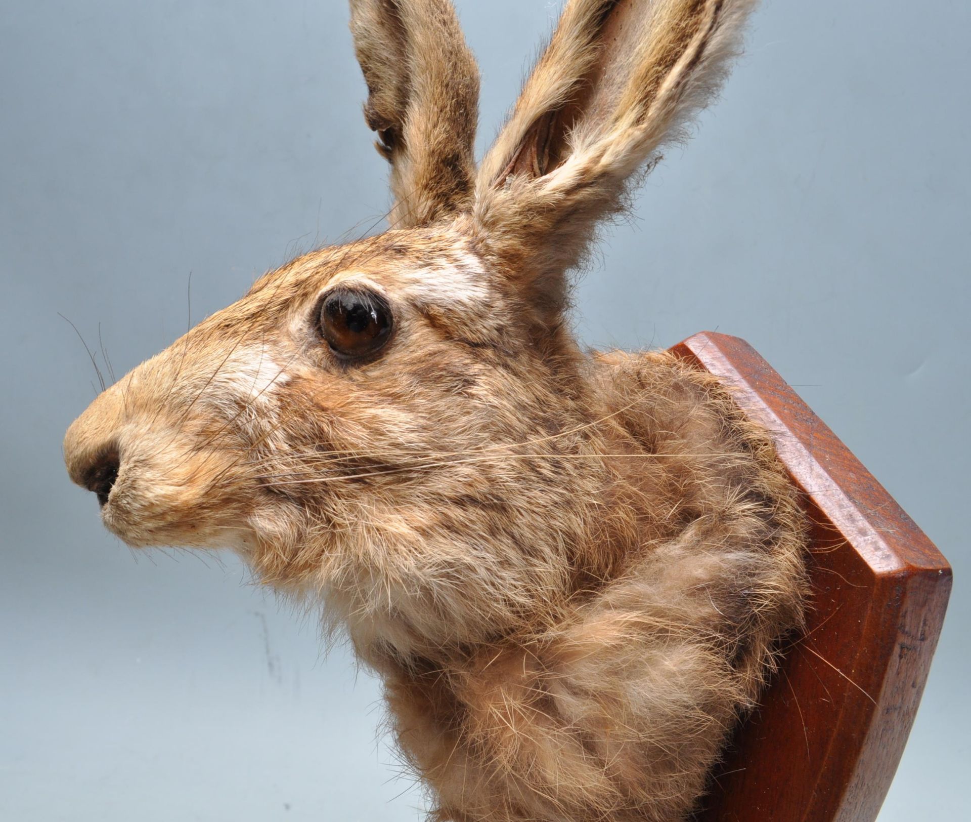 OF TAXIDERMY INTEREST - WALL MOUNTED HARES HEAD - Bild 4 aus 7