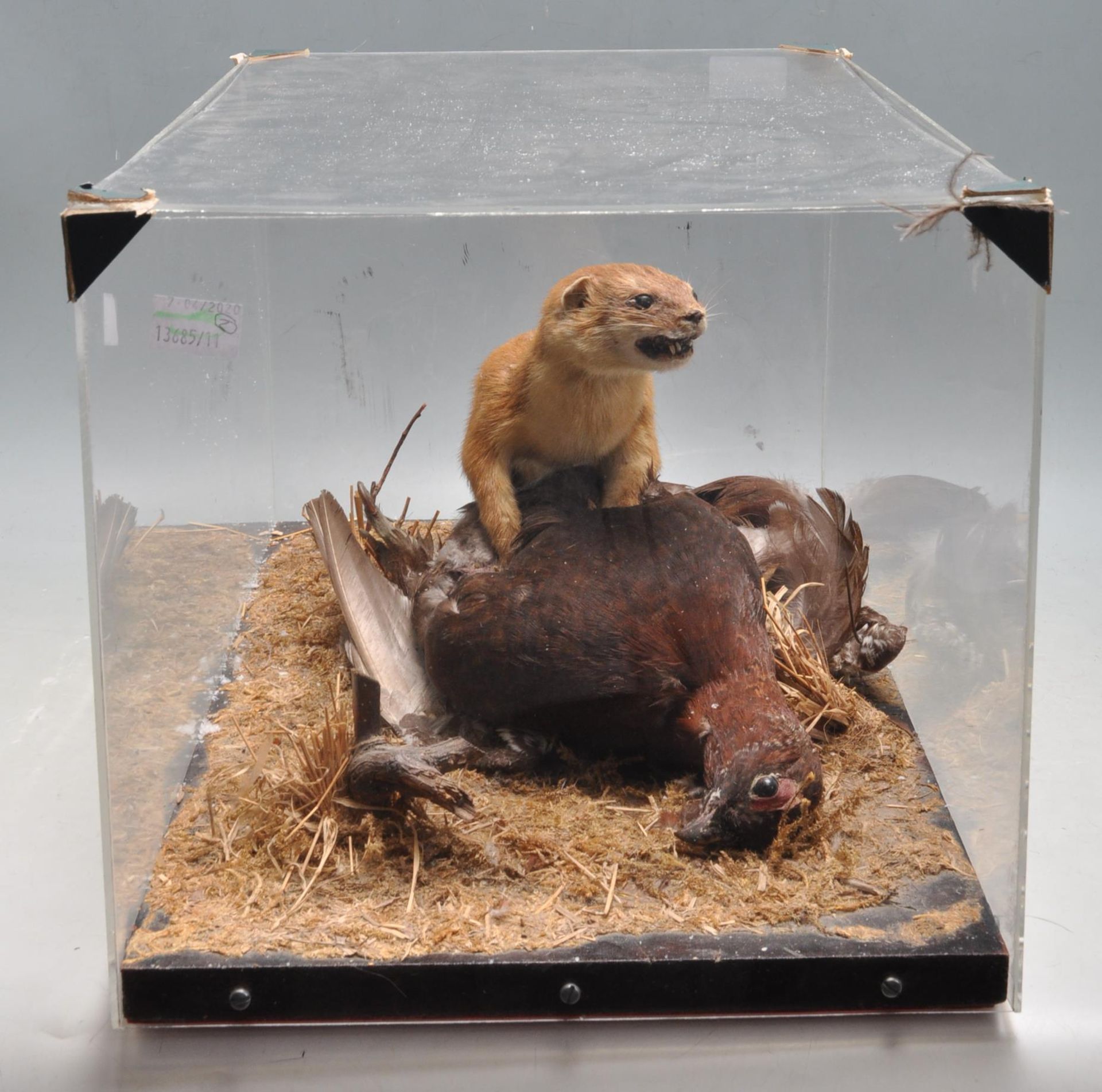 TAXIDERMY - A CASED EARLY 20TH CENTURY STOAT AND ITS PREY - Image 5 of 8