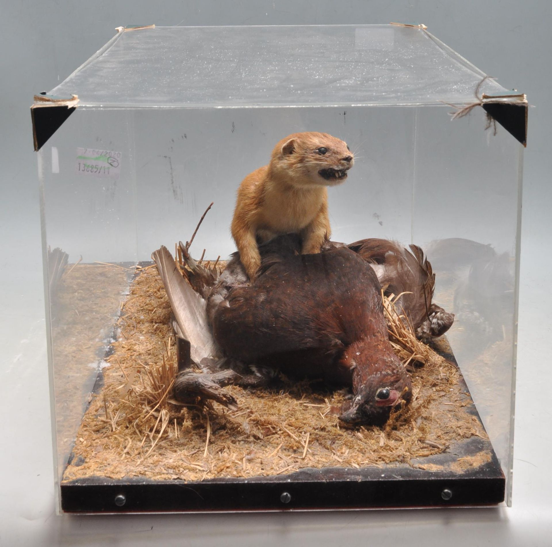 TAXIDERMY - A CASED EARLY 20TH CENTURY STOAT AND ITS PREY - Bild 5 aus 8