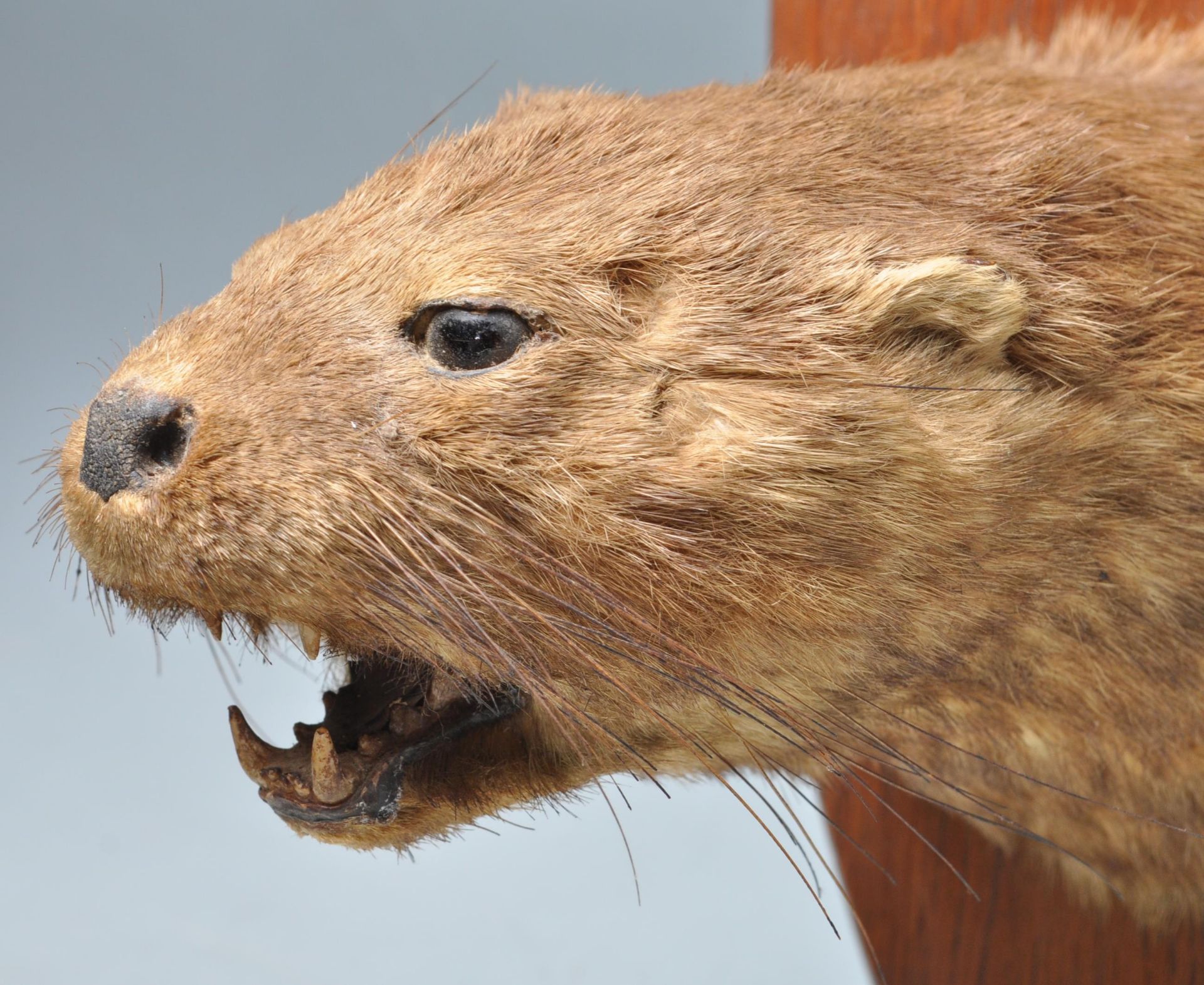 OF TAXIDERMY INTEREST - LATE 20TH CENTURY TAXIDERMY OTTERS HEAD - Image 4 of 6
