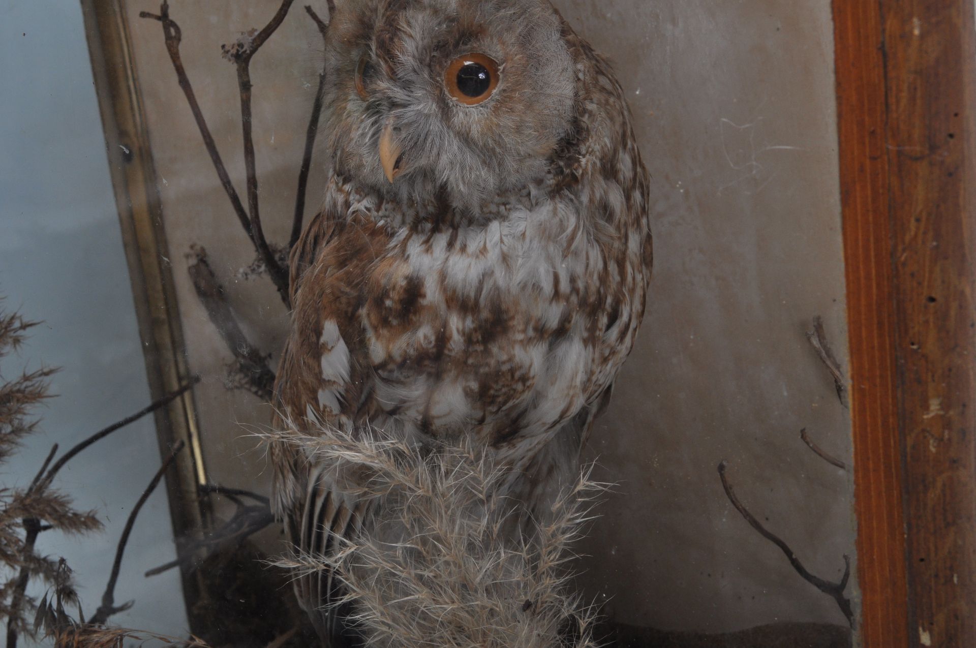 ANTIQUE EARLY 20TH CENTURY TAXIDERMY TAWNY OWL - Image 5 of 7