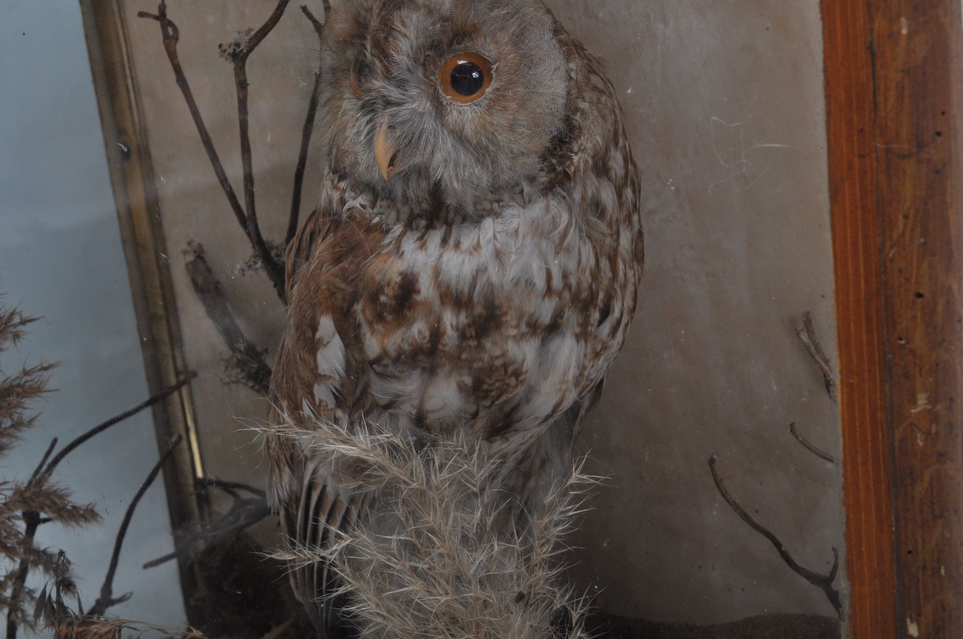 ANTIQUE EARLY 20TH CENTURY TAXIDERMY TAWNY OWL - Bild 5 aus 7