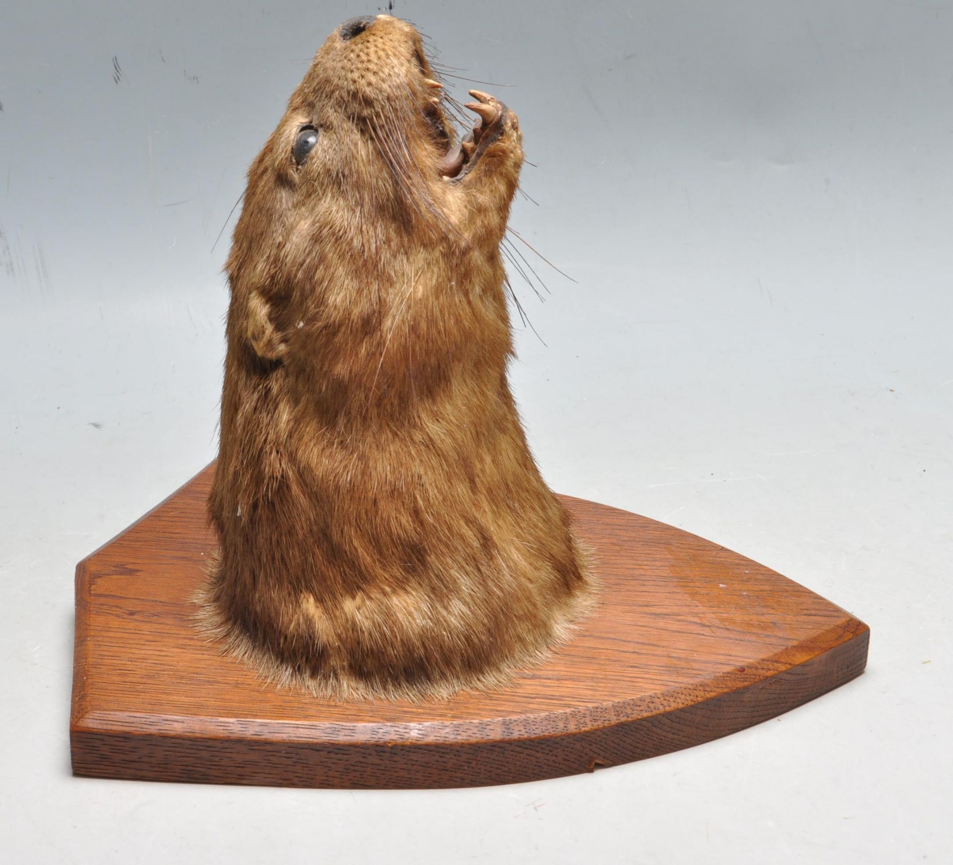 OF TAXIDERMY INTEREST - LATE 20TH CENTURY TAXIDERMY OTTERS HEAD - Image 5 of 6