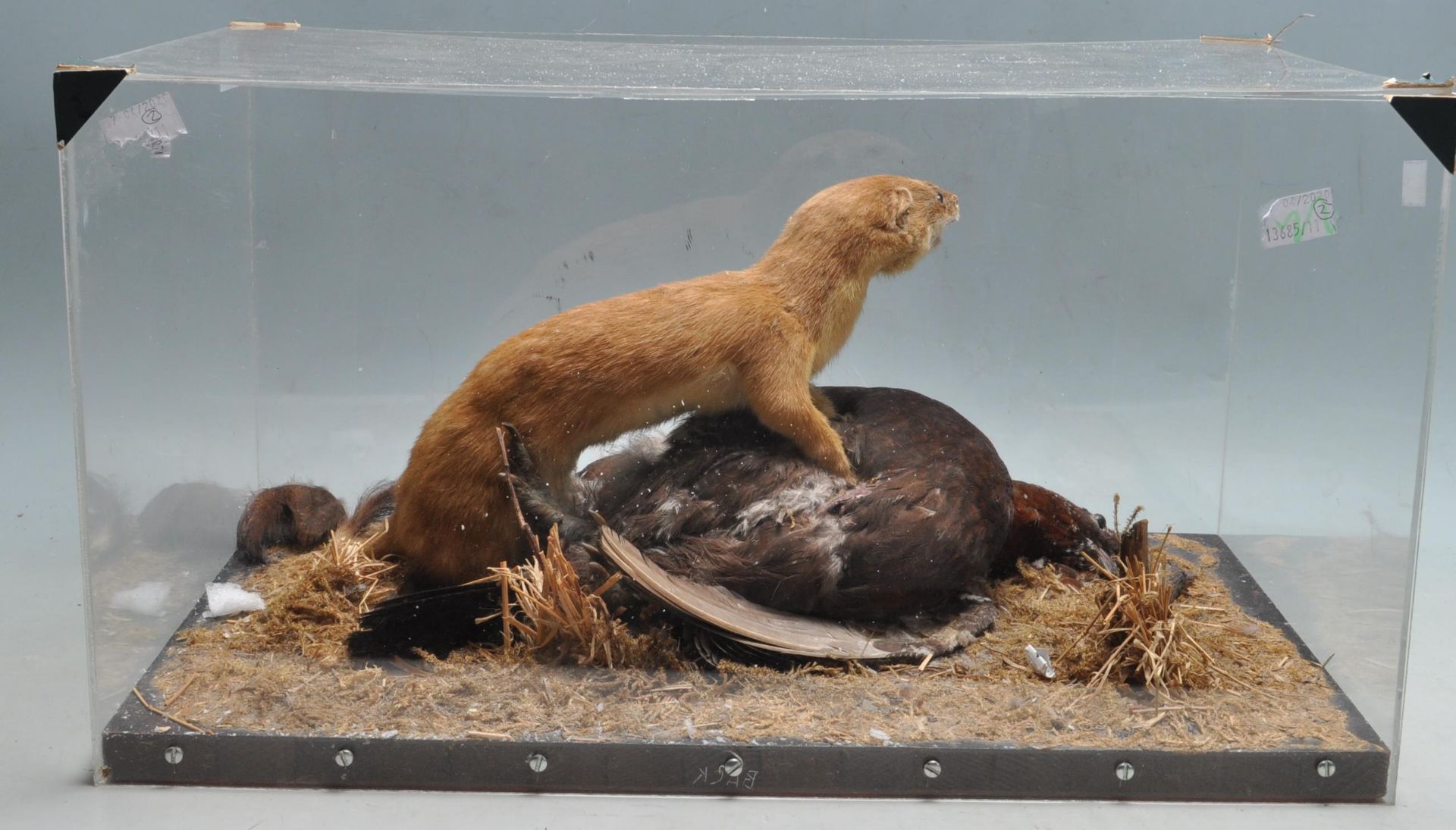 TAXIDERMY - A CASED EARLY 20TH CENTURY STOAT AND ITS PREY - Image 7 of 8
