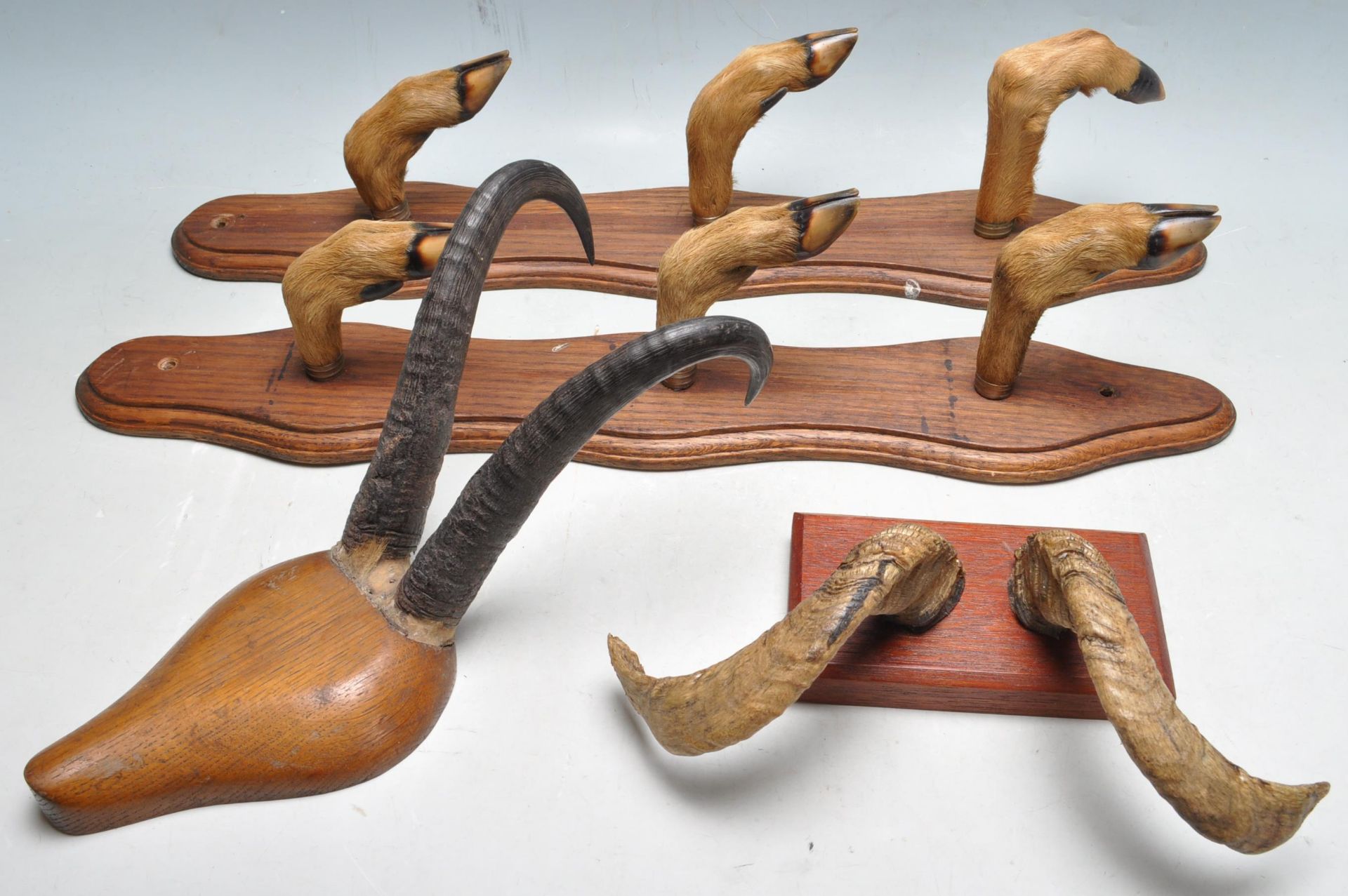 COLLECTION OF TAXIDERMY ANIMAL HORNS & HOOVES