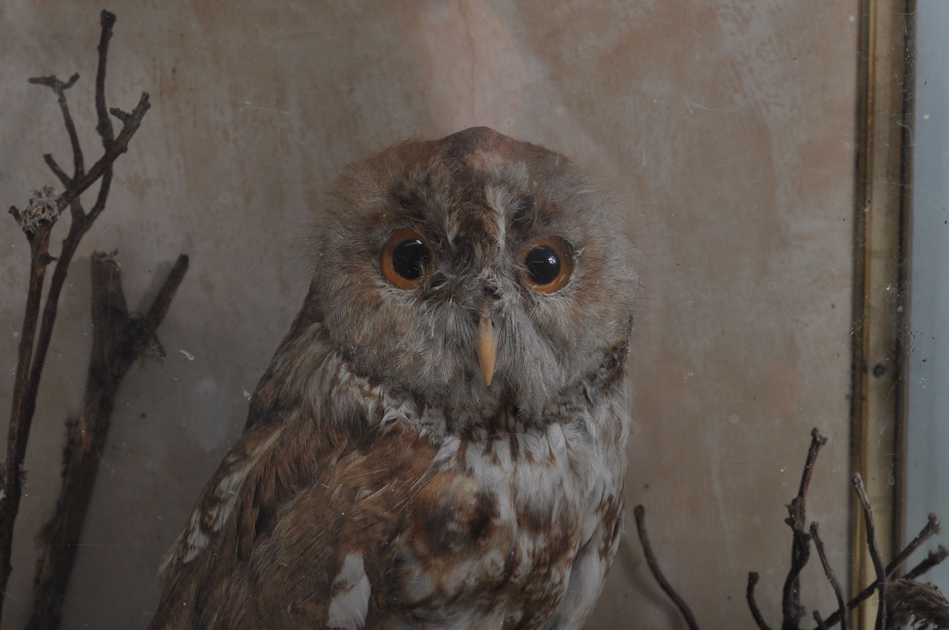 ANTIQUE EARLY 20TH CENTURY TAXIDERMY TAWNY OWL - Bild 2 aus 7