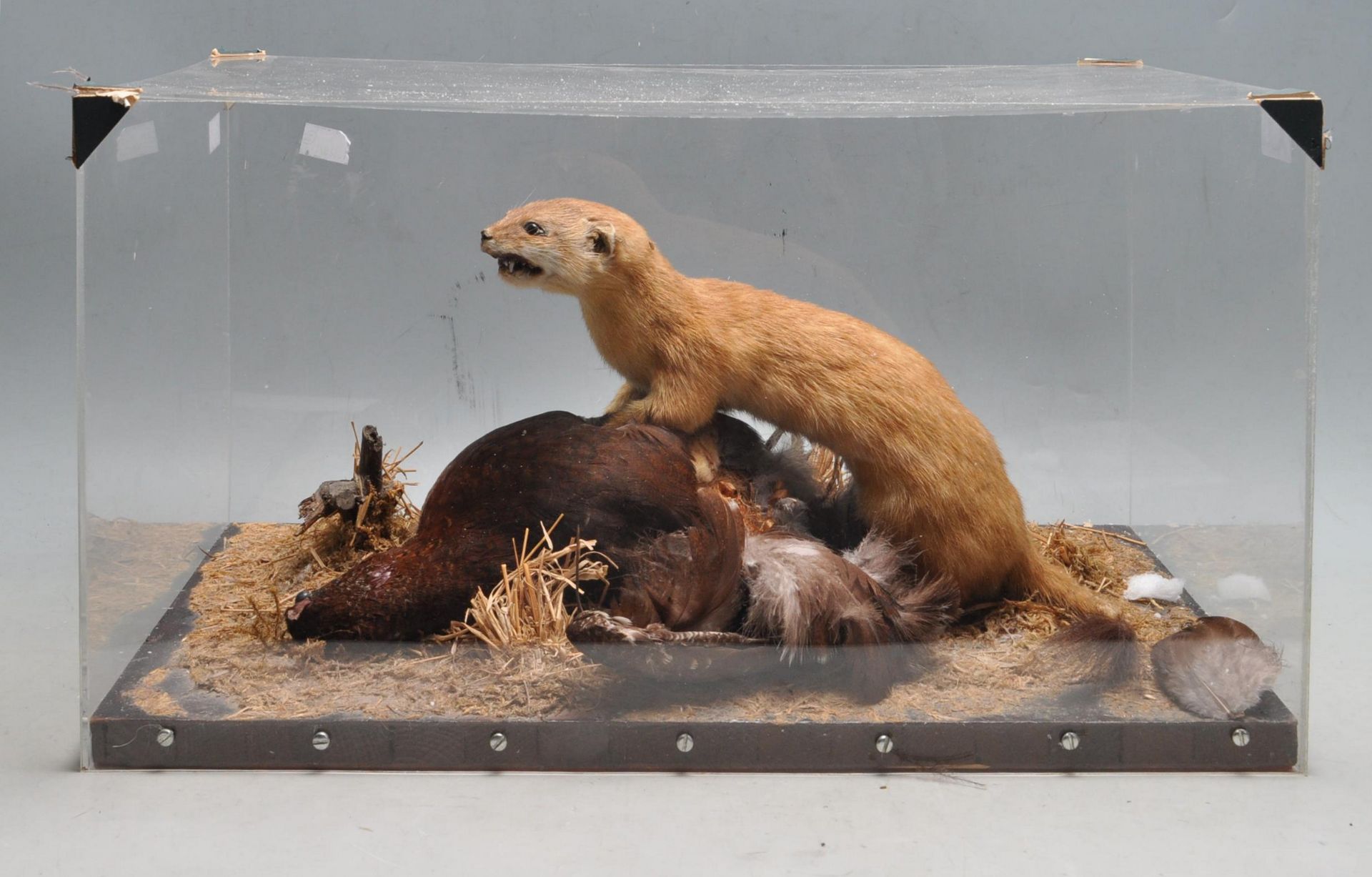 TAXIDERMY - A CASED EARLY 20TH CENTURY STOAT AND ITS PREY