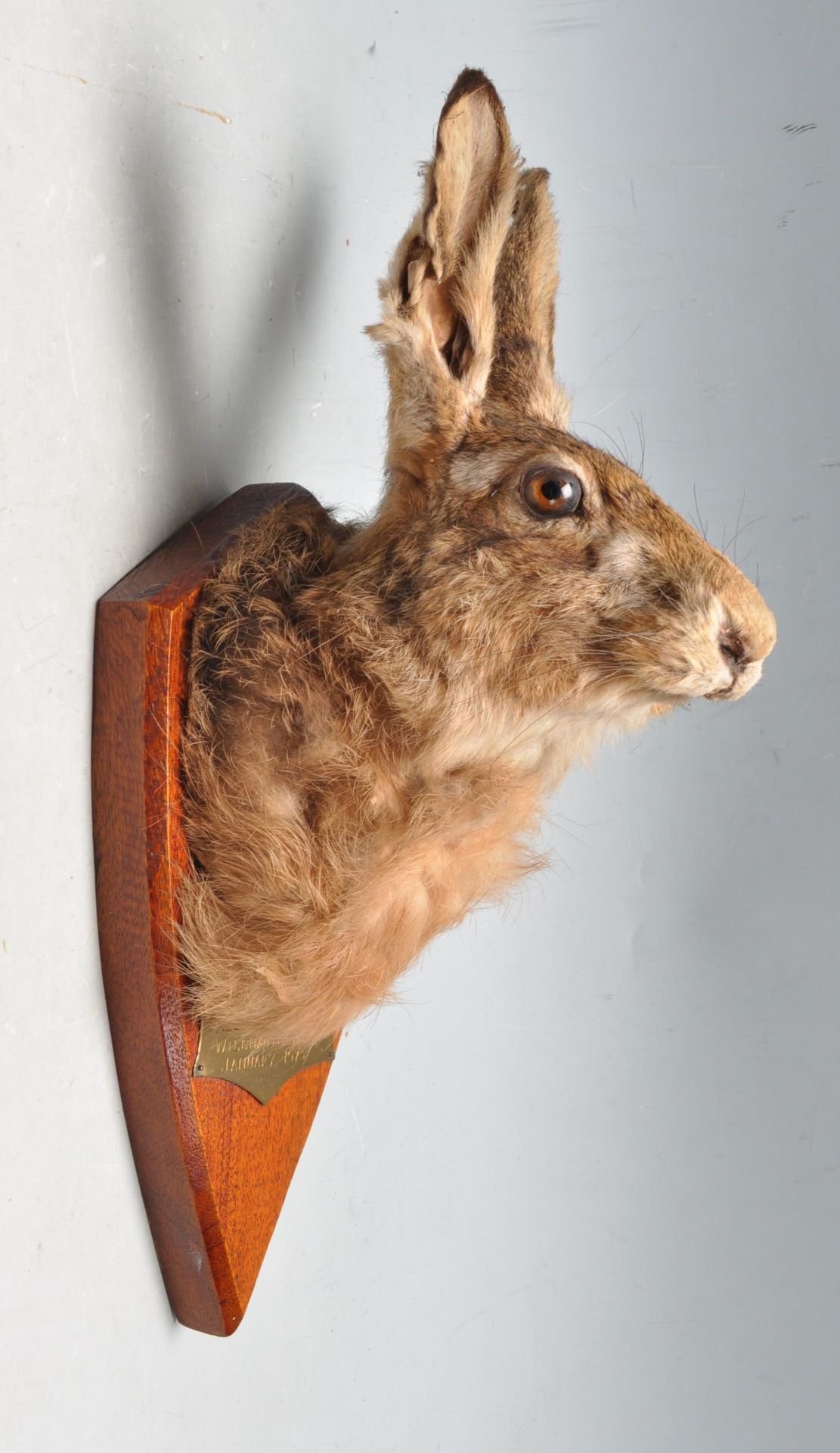 OF TAXIDERMY INTEREST - WALL MOUNTED HARES HEAD