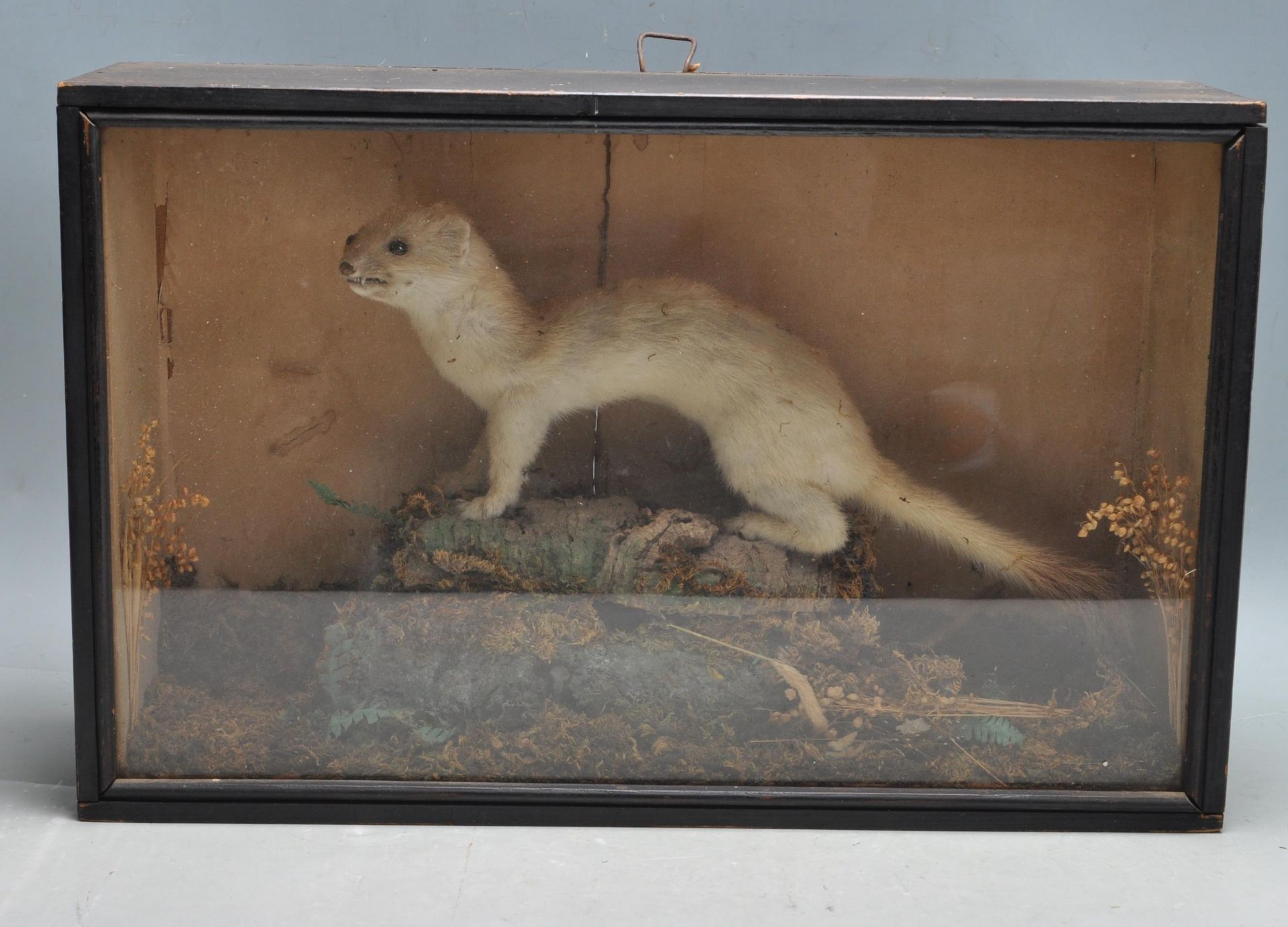TAXIDERMY - AN EARLY 20TH CENTURY CASED STOAT