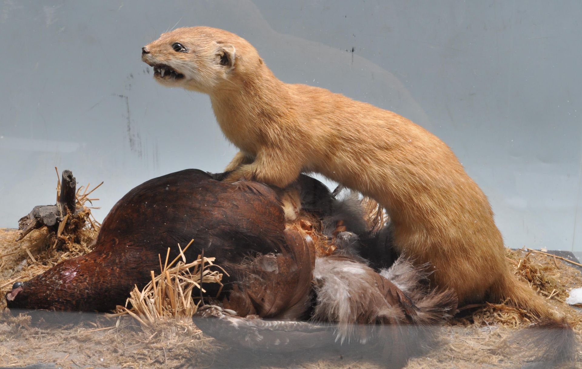 TAXIDERMY - A CASED EARLY 20TH CENTURY STOAT AND ITS PREY - Bild 2 aus 8