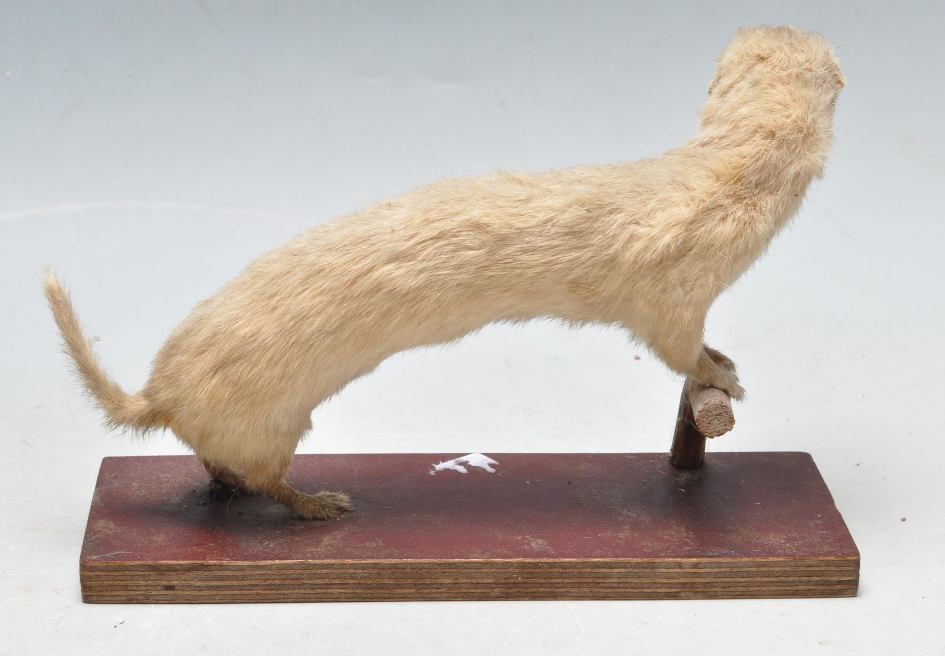 TAXIDERMY - EARLY 20TH CENTURY STOAT PERCHED ON A BRANCH - Bild 4 aus 5